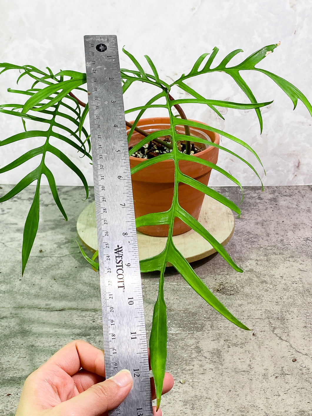 Philodendron Polypodioides Rooted 2 leaves 1 sprout Top Cutting