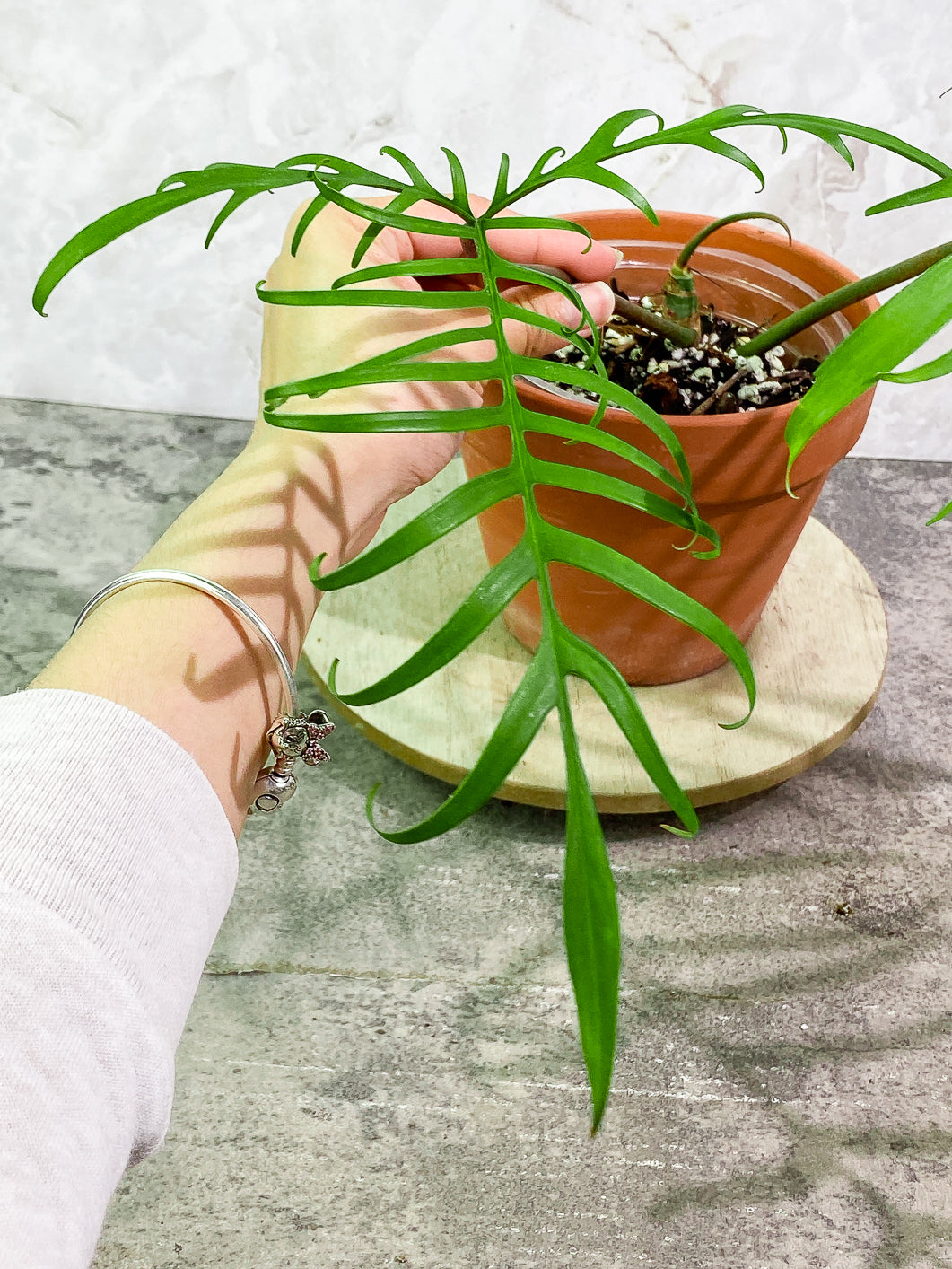 Philodendron Polypodioides Rooted 2 leaves 1 sprout Top Cutting