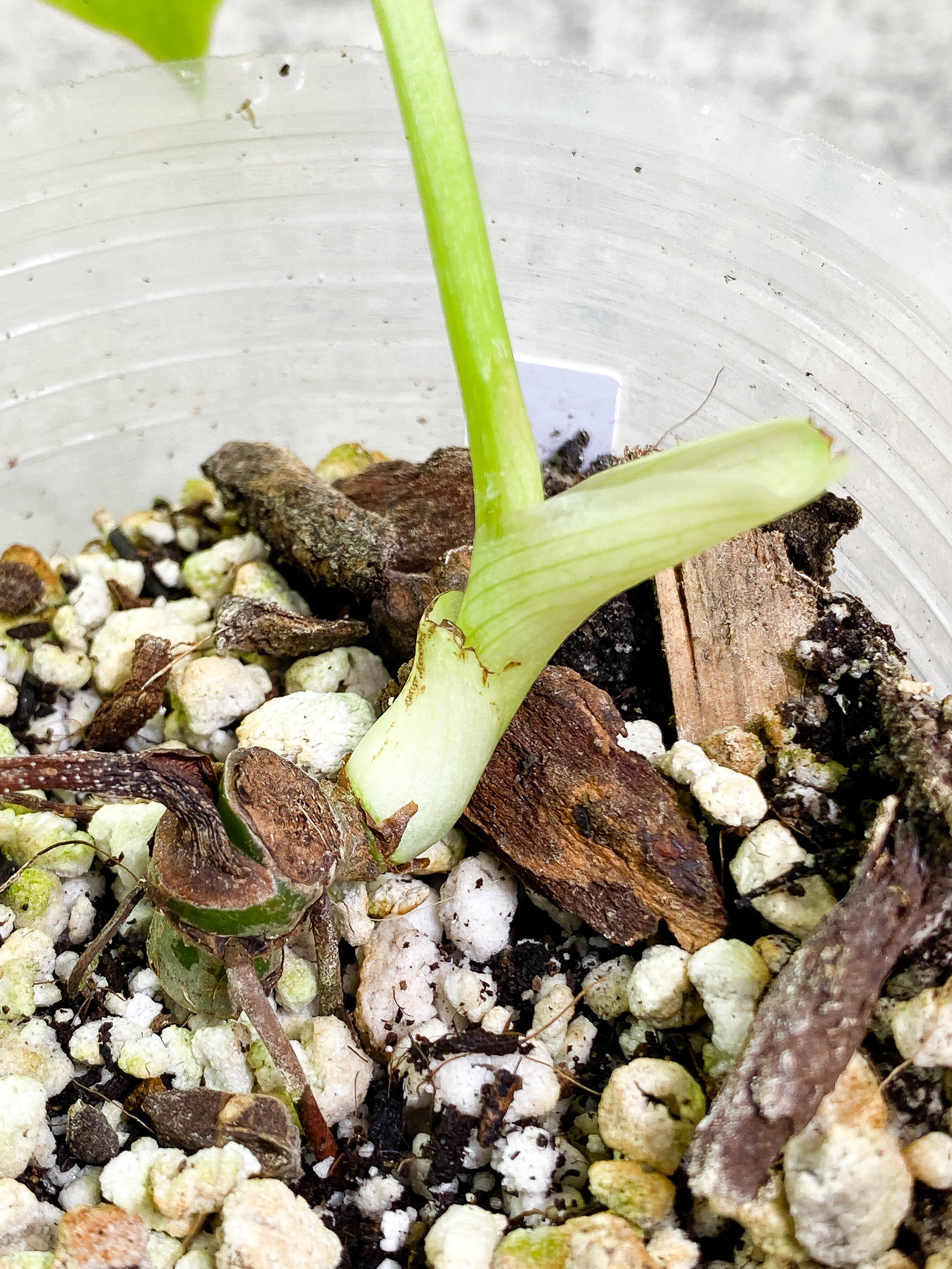 Philodendron Pastazanum Silver 1 leaf Rooted