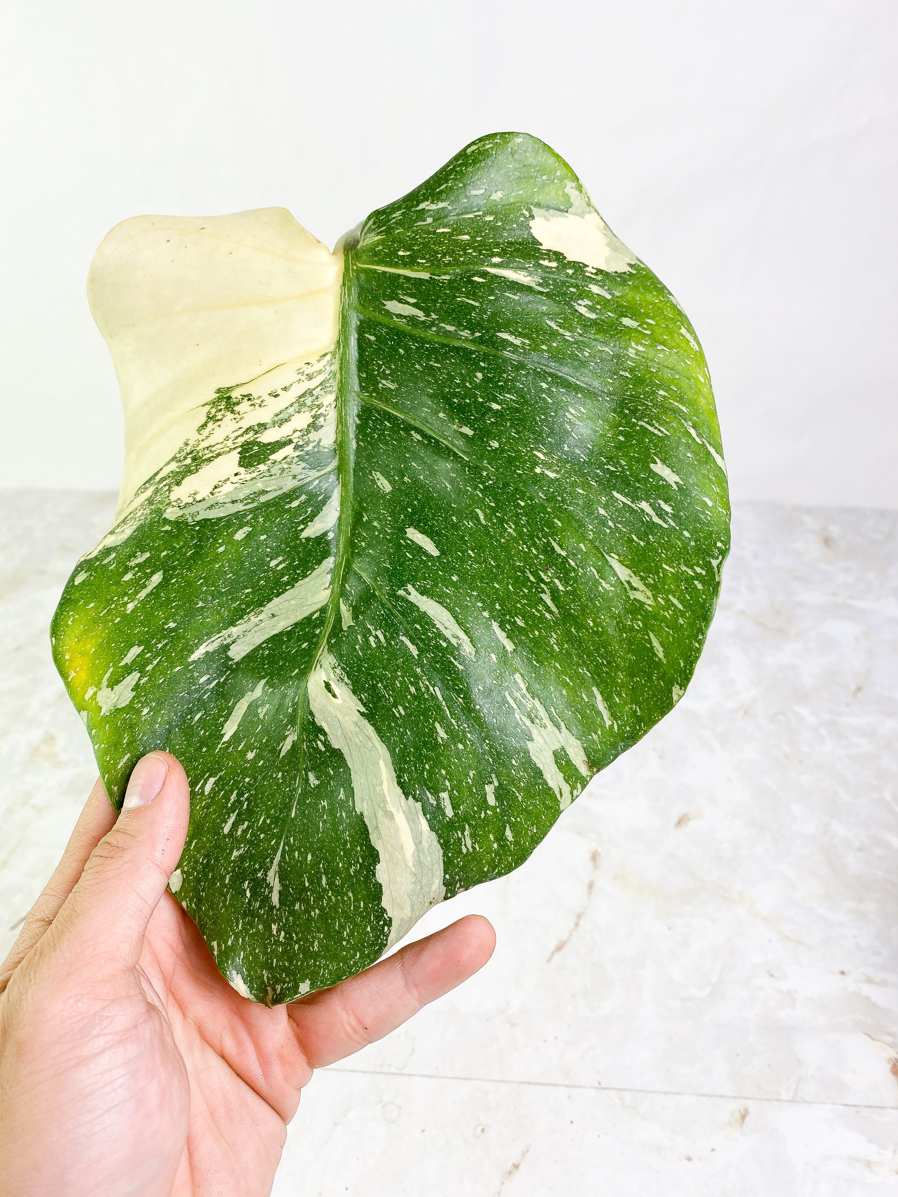 Monstera Thai Large 1 leaf Slightly Rooted