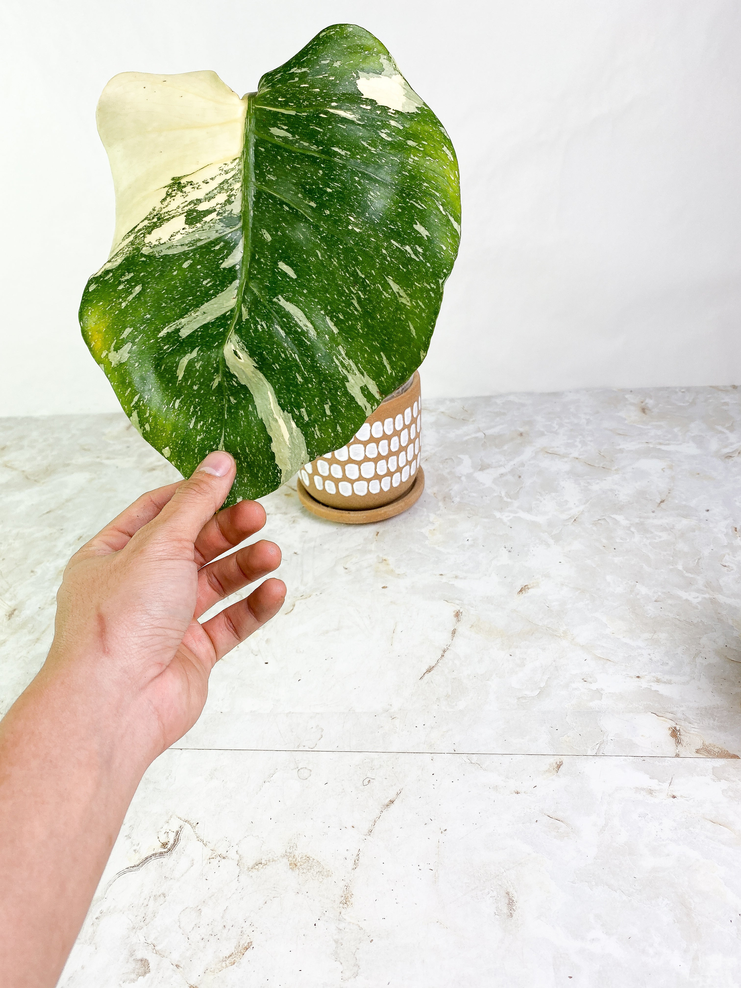 Monstera Thai Large 1 leaf Slightly Rooted