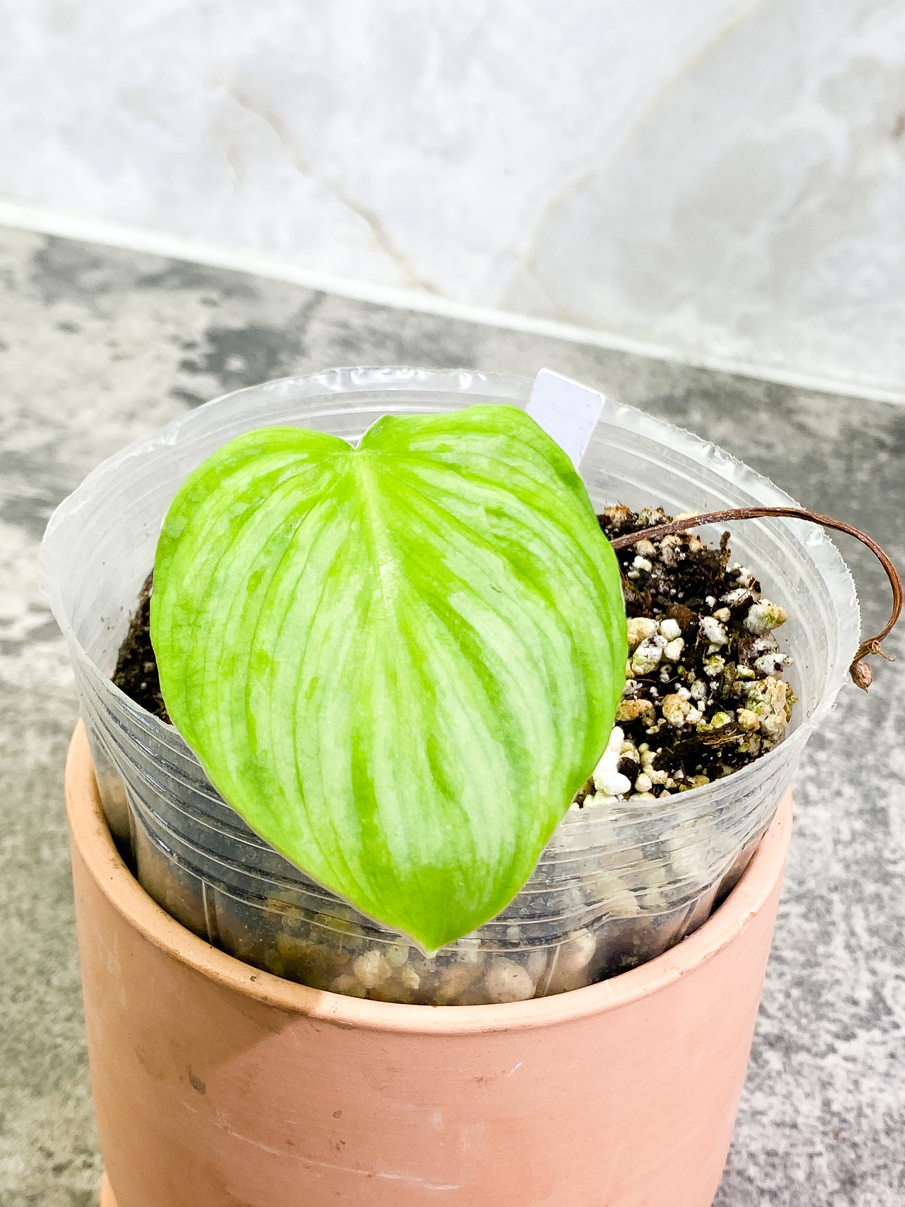 Philodendron Pastazanum Silver 1 leaf Rooted