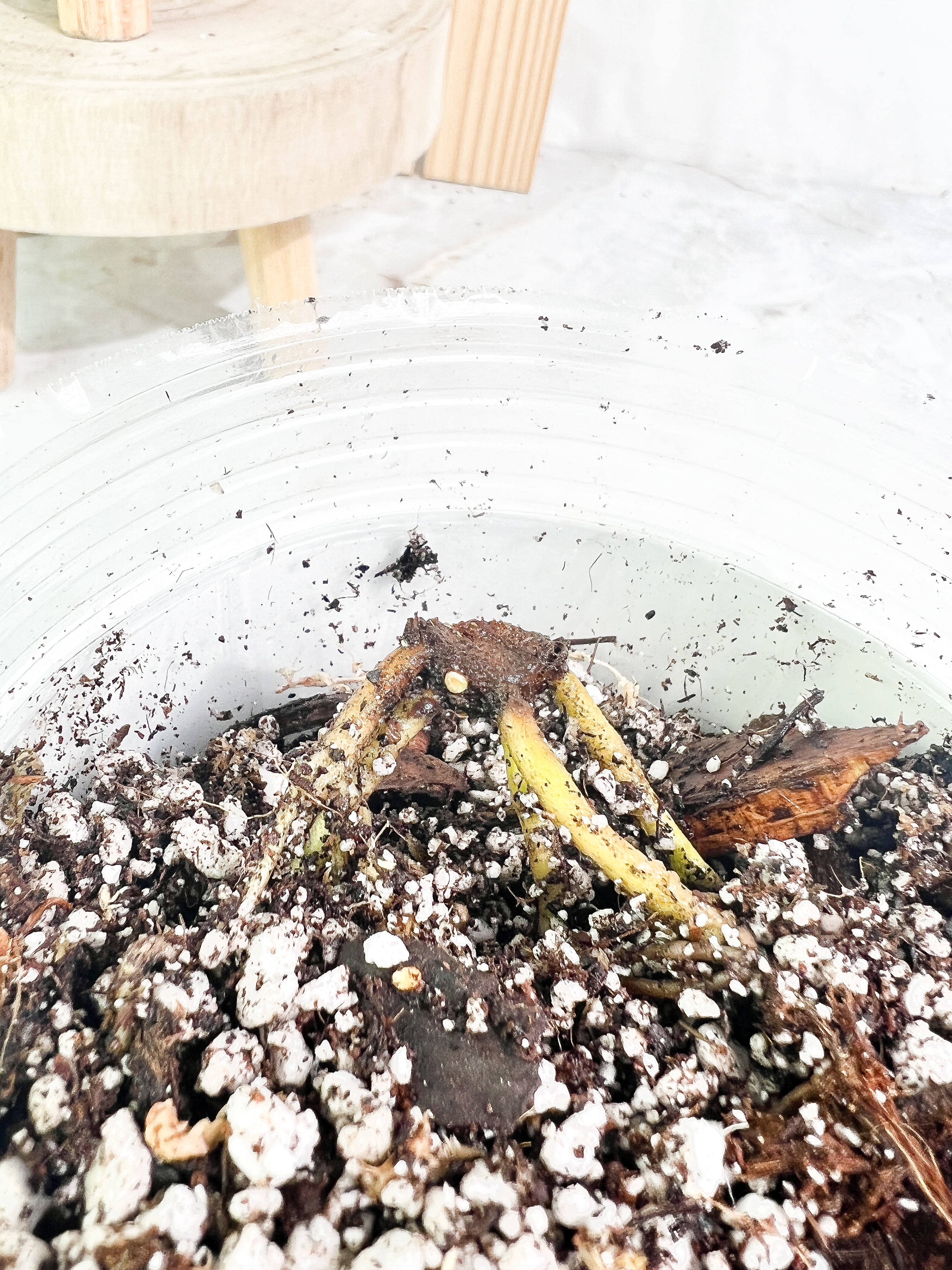 Homalomena rubescens variegated rooted node with 1 sprout