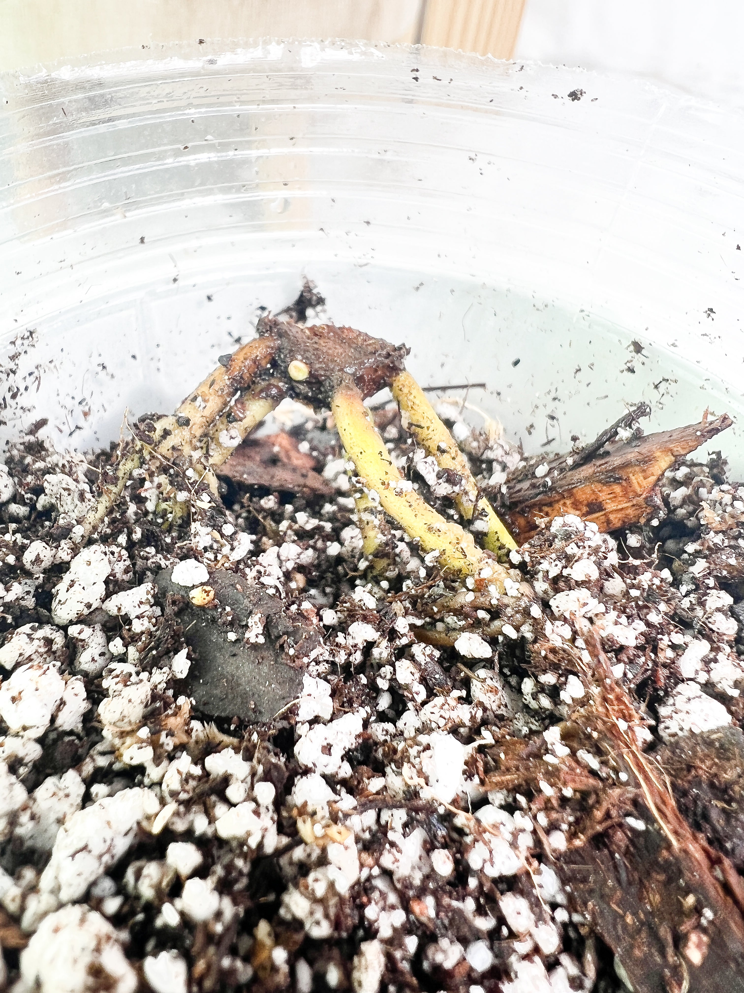 Homalomena rubescens variegated rooted node with 1 sprout