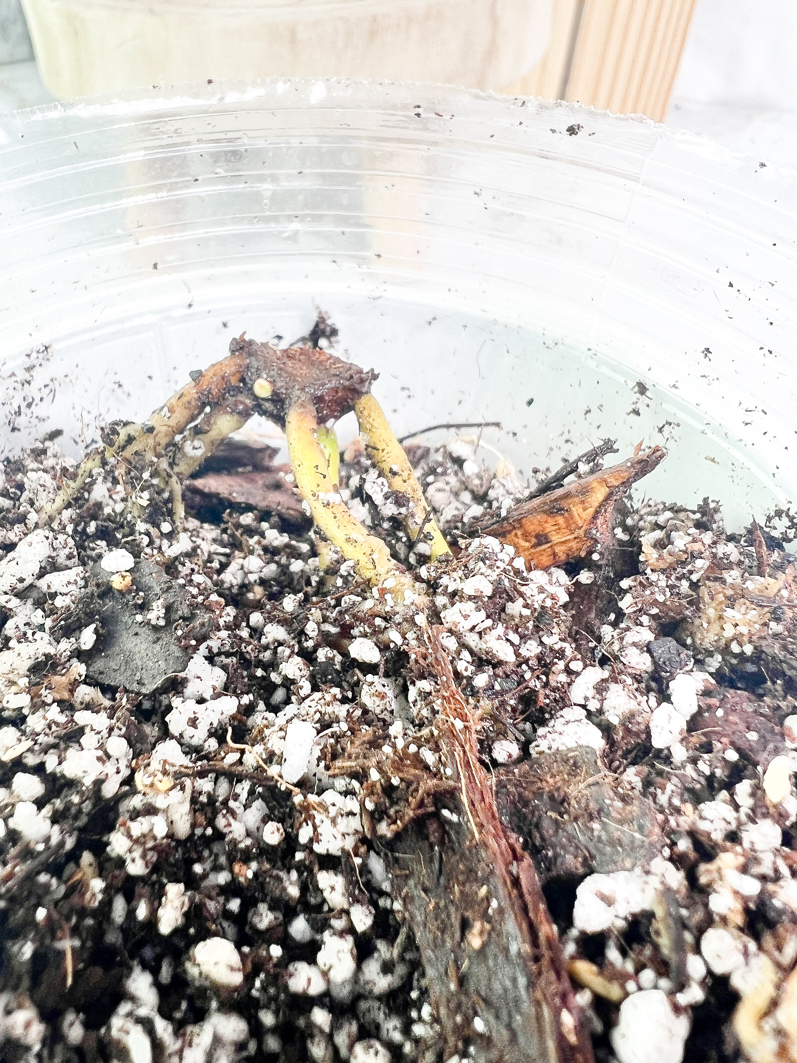 Homalomena rubescens variegated rooted node with 1 sprout