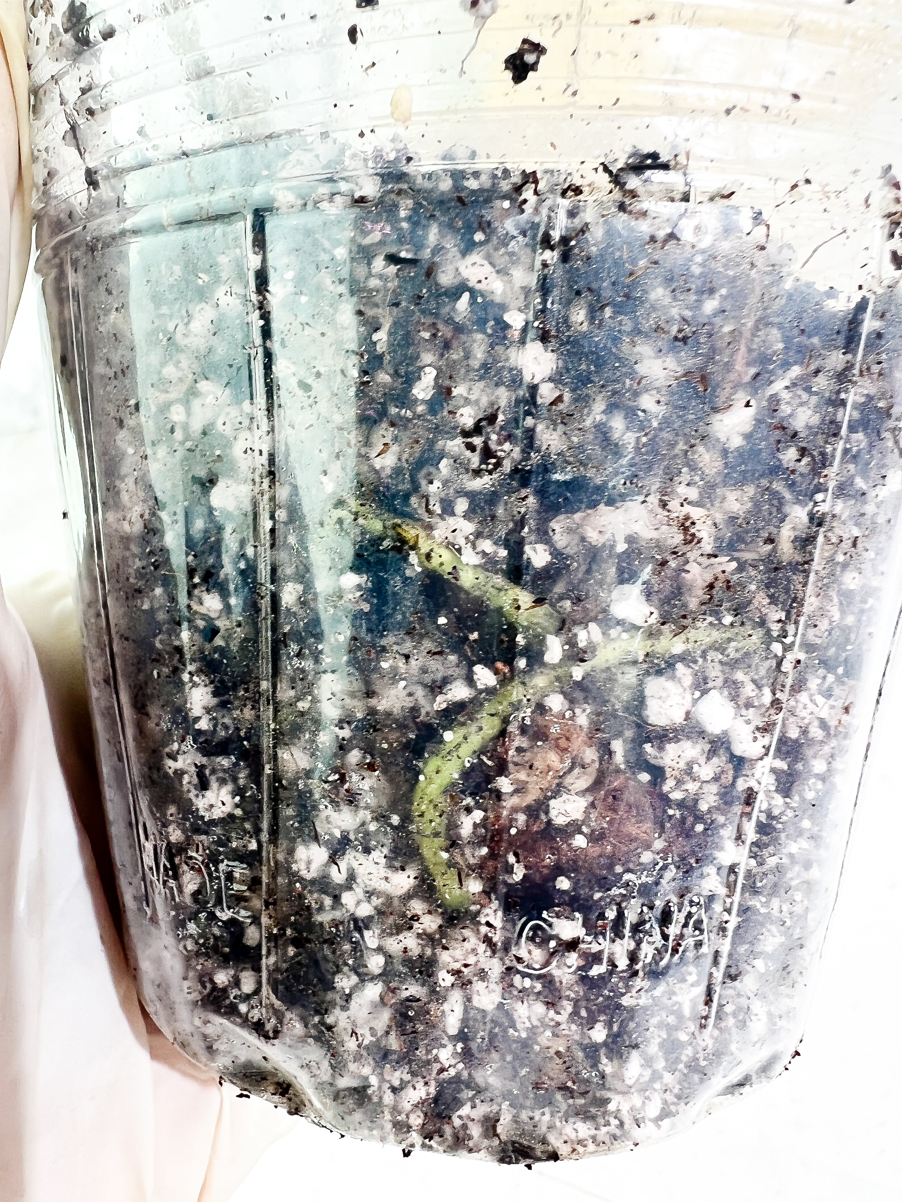 Homalomena rubescens variegated rooted node with 1 sprout