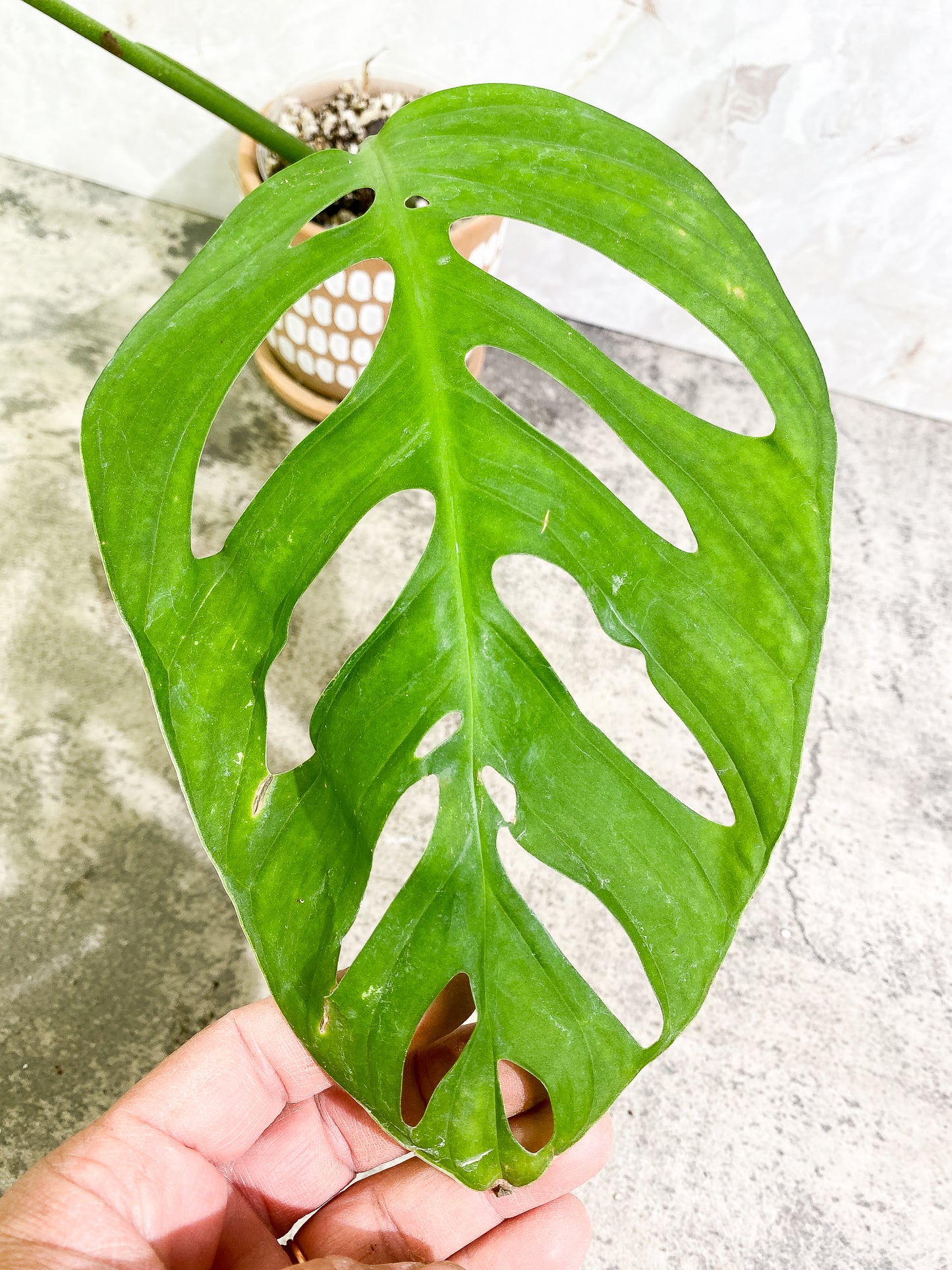 Monstera Esqueleto 2 leaves Rooted