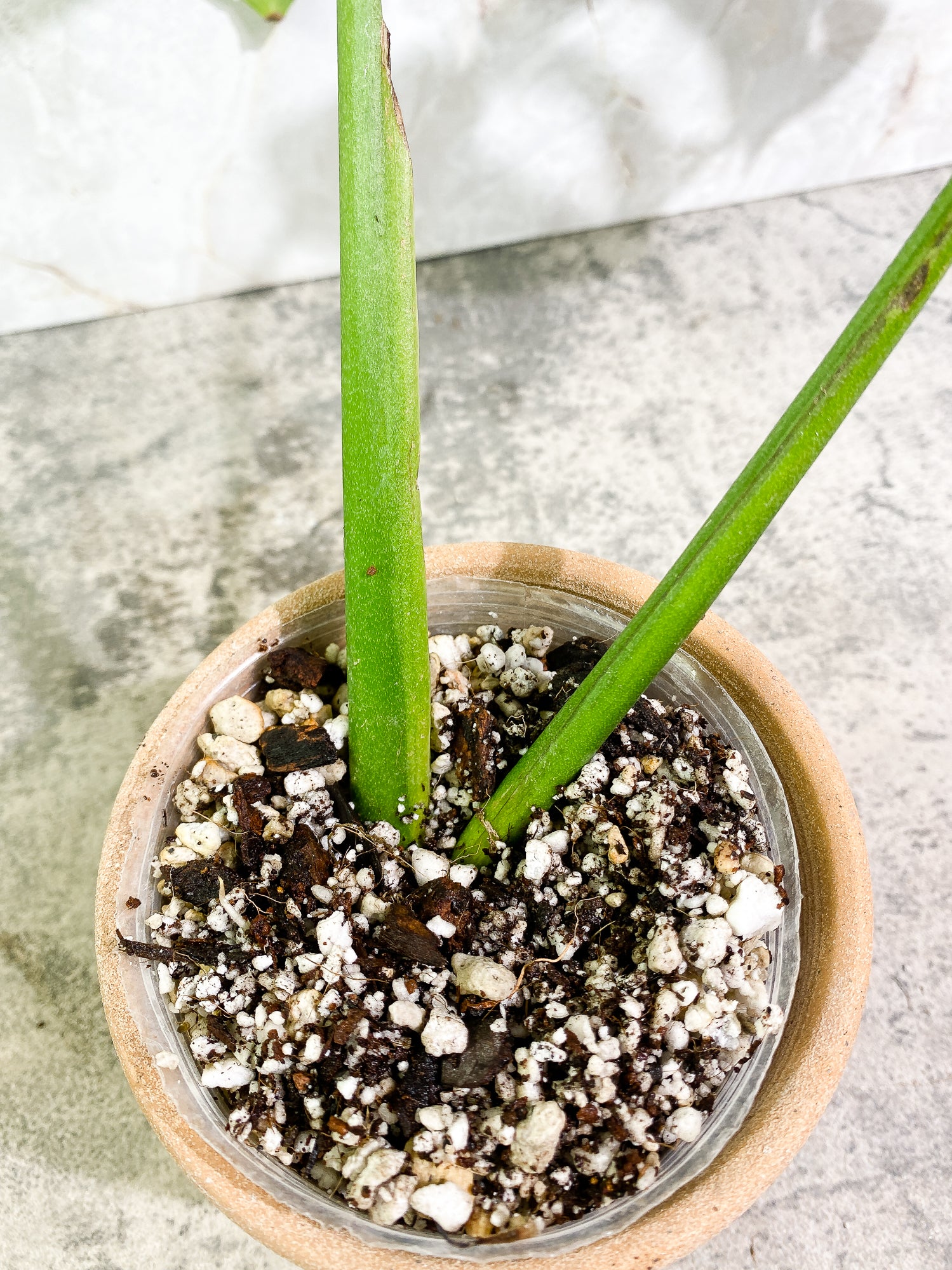 Monstera Esqueleto 2 leaves Rooted