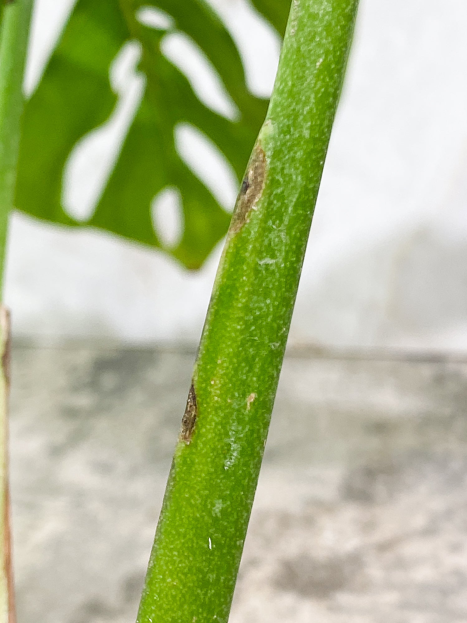 Monstera Esqueleto 2 leaves Rooted