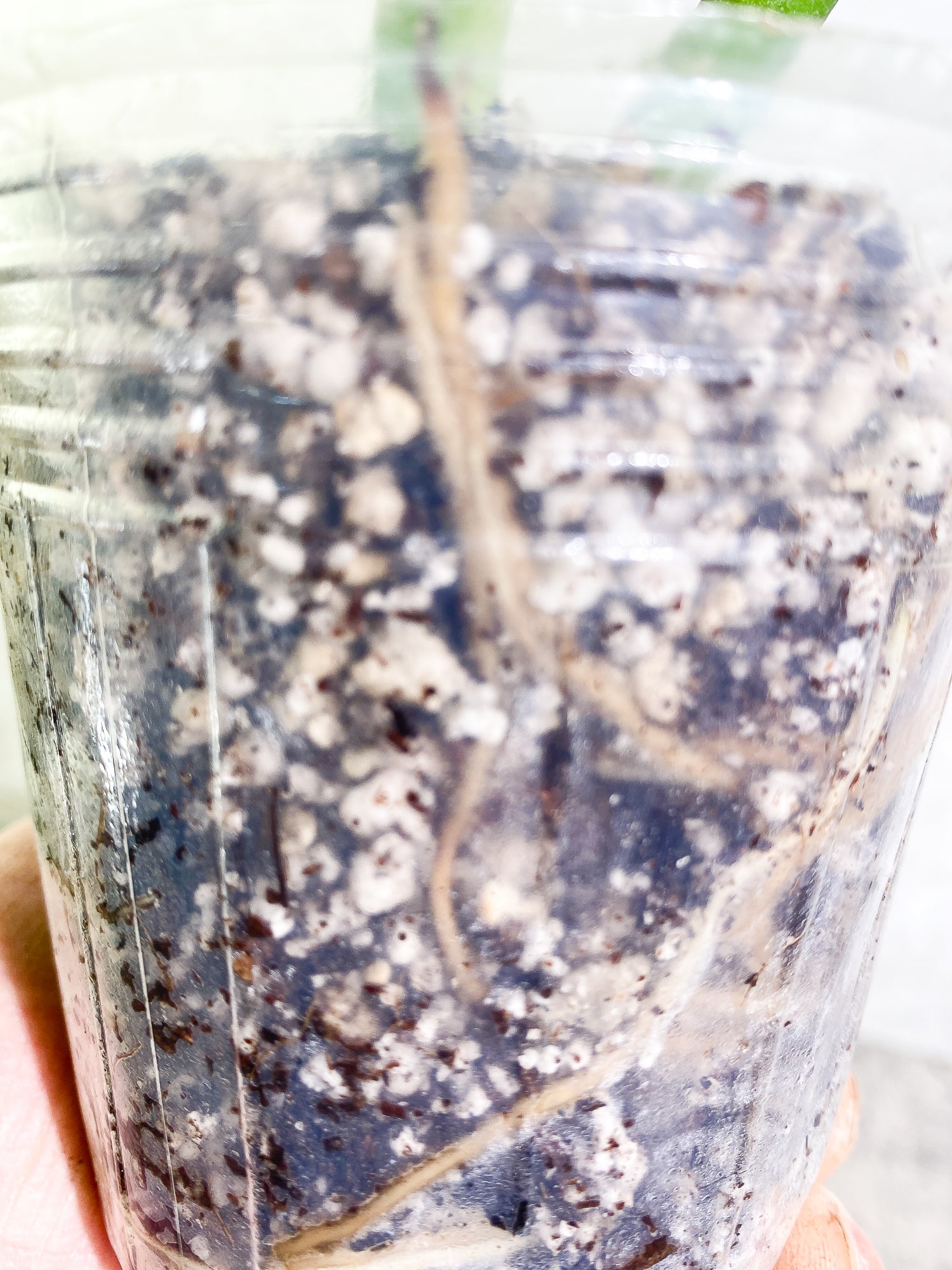 Monstera Esqueleto 2 leaves Rooted