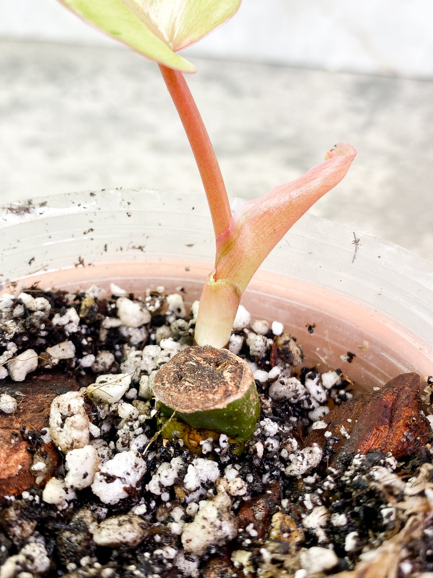 Philodendron SnowDrifts 1 leaf slightly rooted