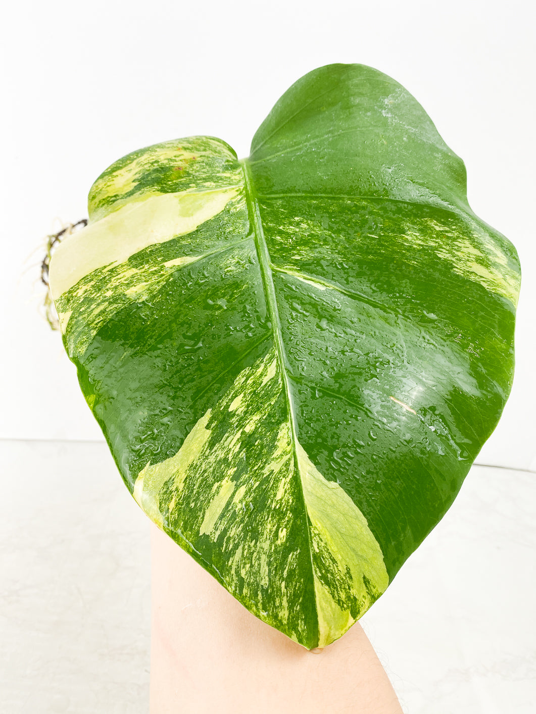 Monstera  Aurea tricolor 1 leaf