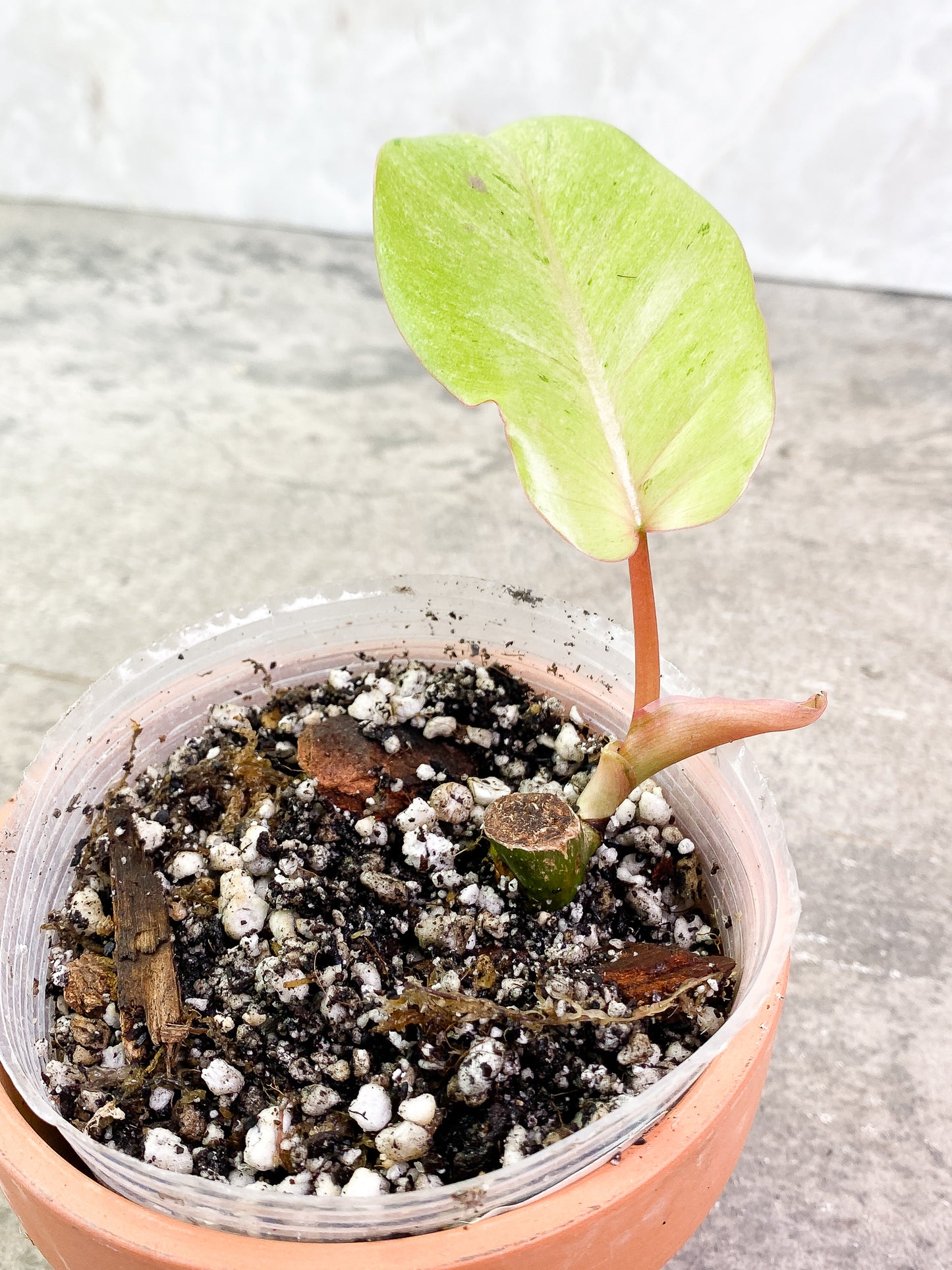 Philodendron SnowDrifts 1 leaf slightly rooted
