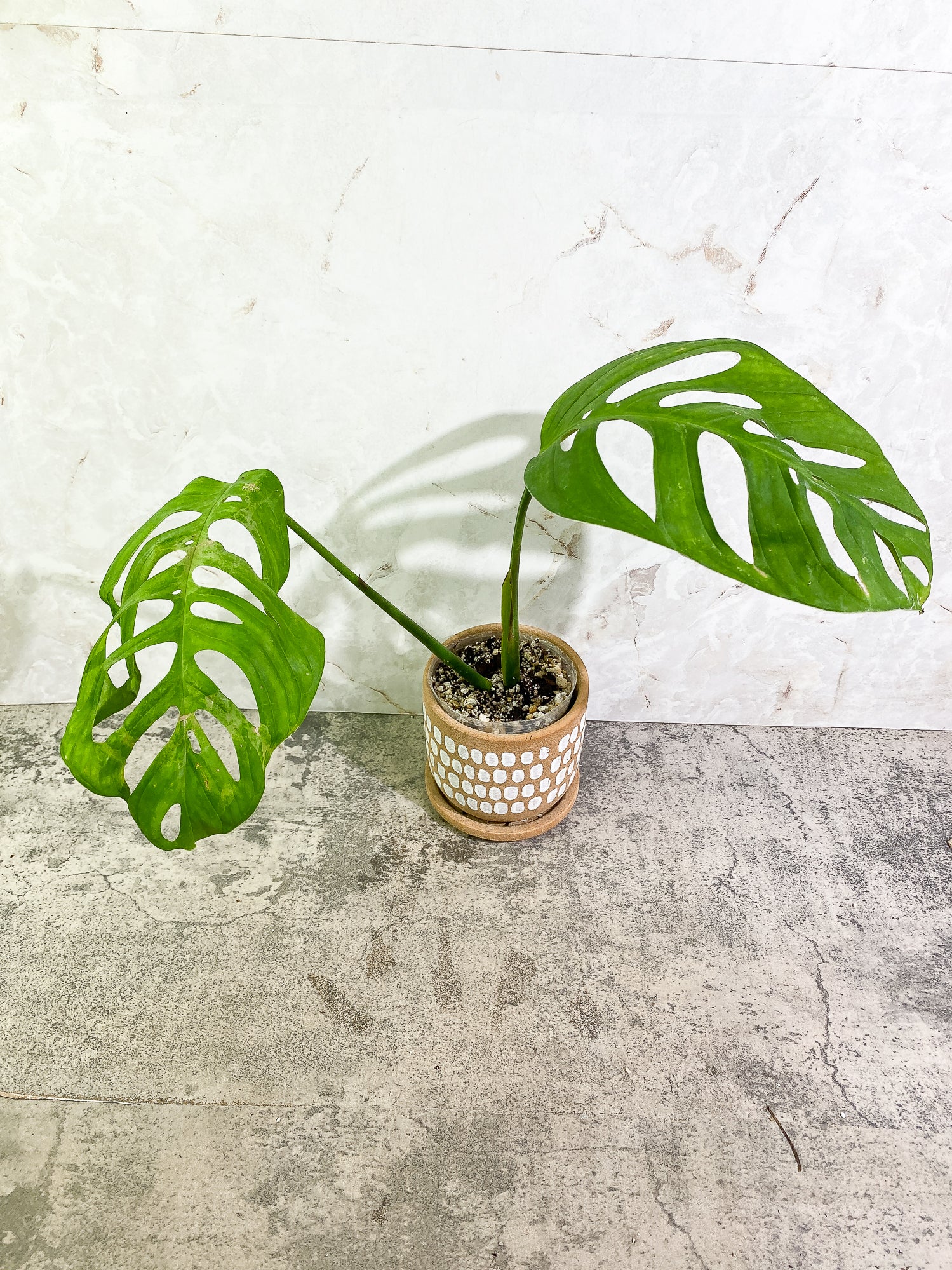 Monstera Esqueleto 2 leaves Rooted