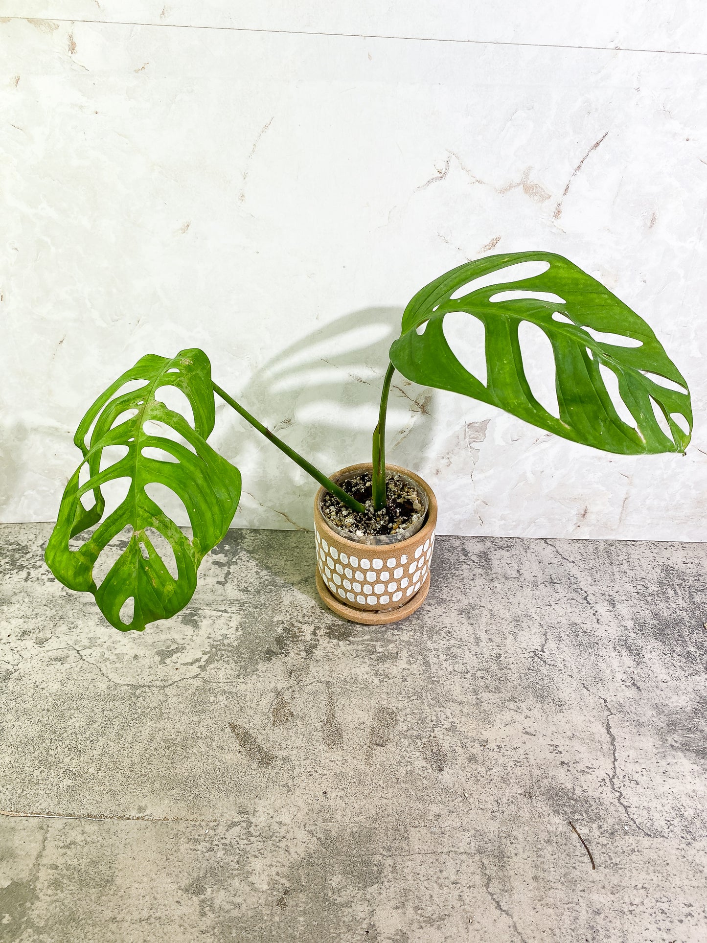 Monstera Esqueleto 2 leaves Rooted