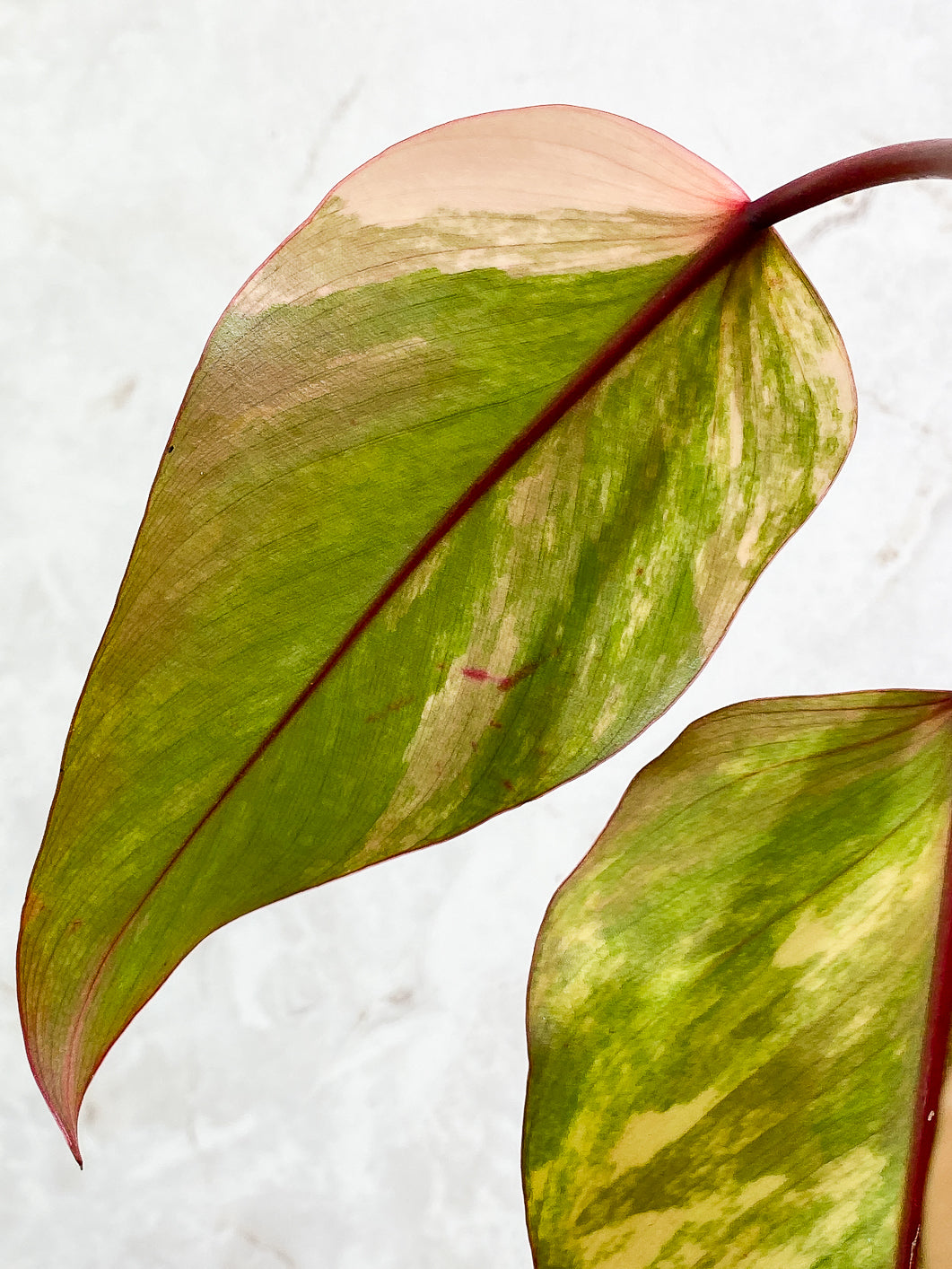 Variegated Philodendron Strawberry Shake top buying cutting