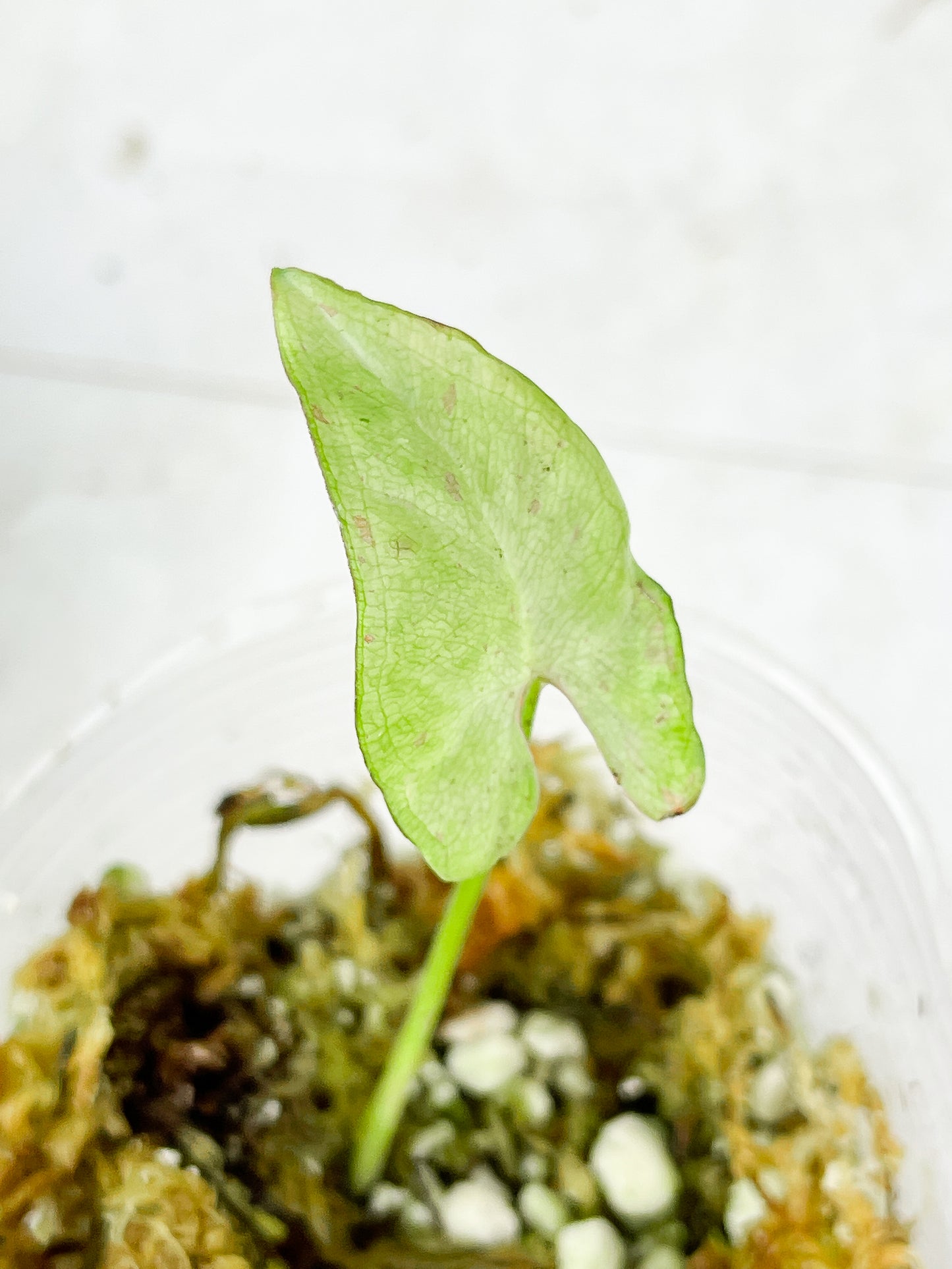 Syngonium Milk confetti Rooted 1 leaf