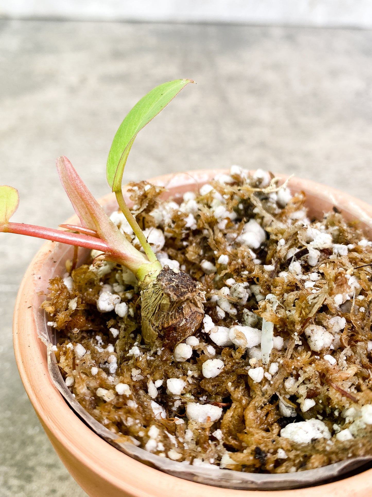 Philodendron SnowDrifts 2 leaves 1 sprout fully rooted double node