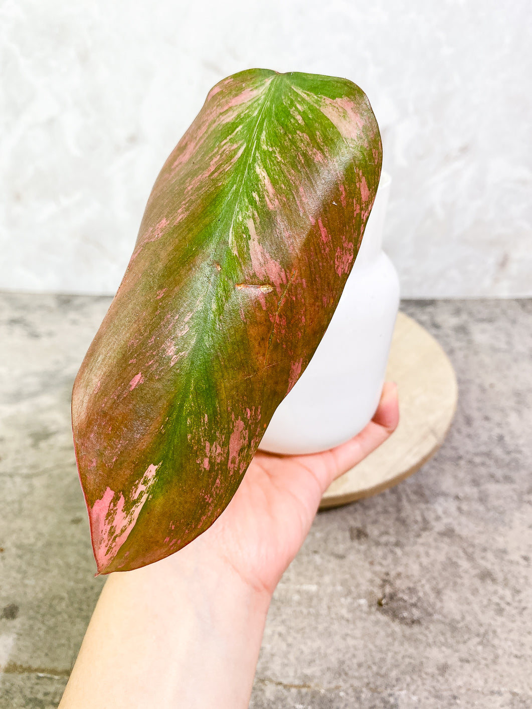 Philodendron Strawberry Shake  1 leaf multiple node 2 activated sprouts