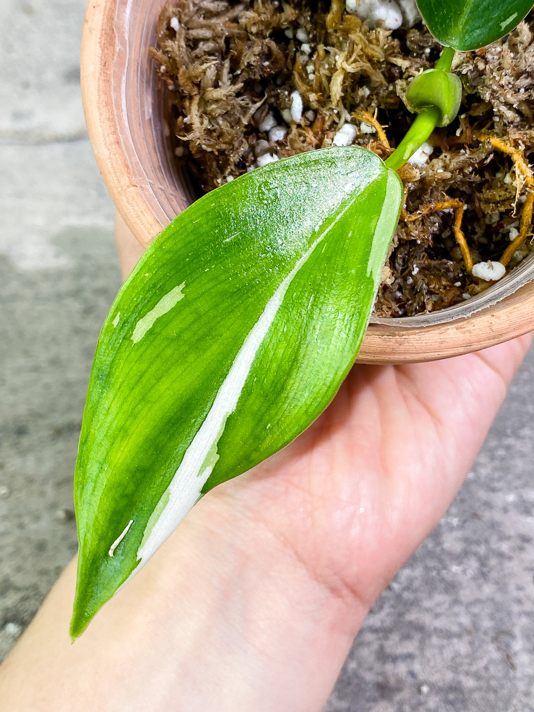 $5 Add-on Deal:  Philodendron White Wizard Slightly Rooted 2 leaves