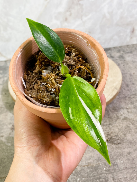 $5 Add-on Deal:  Philodendron White Wizard Slightly Rooted 2 leaves