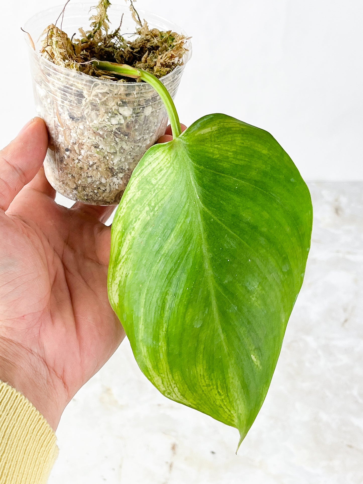 DO NOT BUY Philodendron White Wizard Rooted