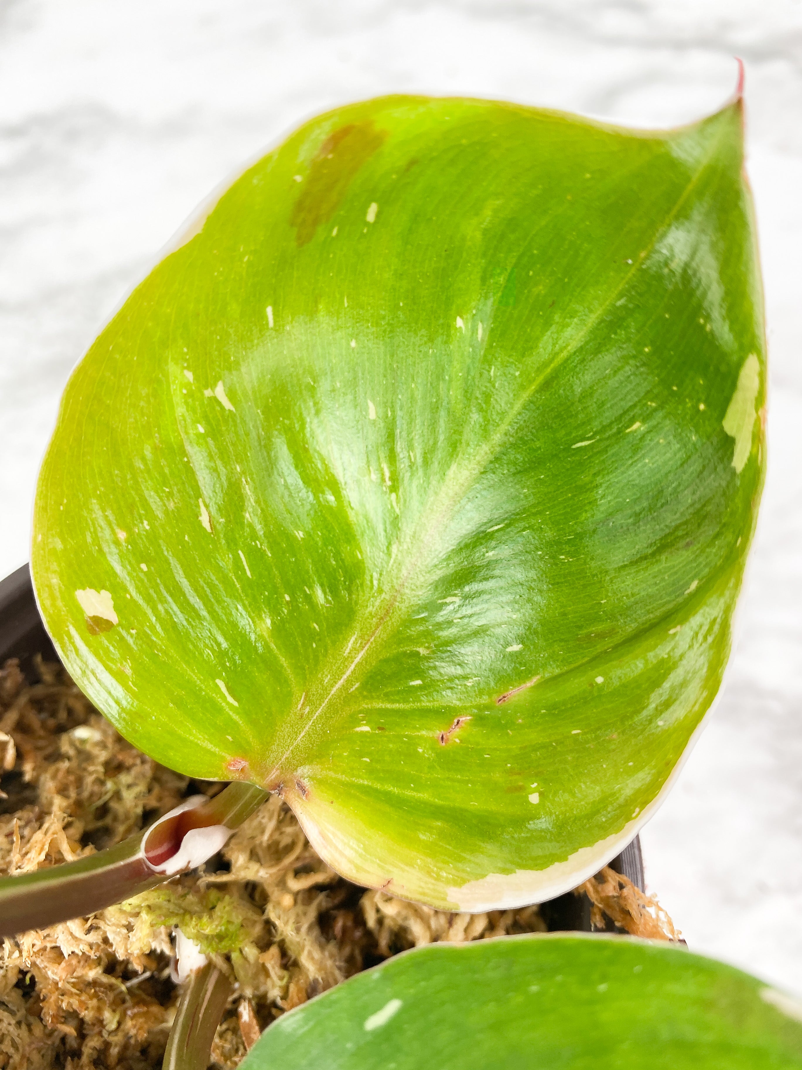 Philodendron White Knight Tricolor Slightly Rooted
