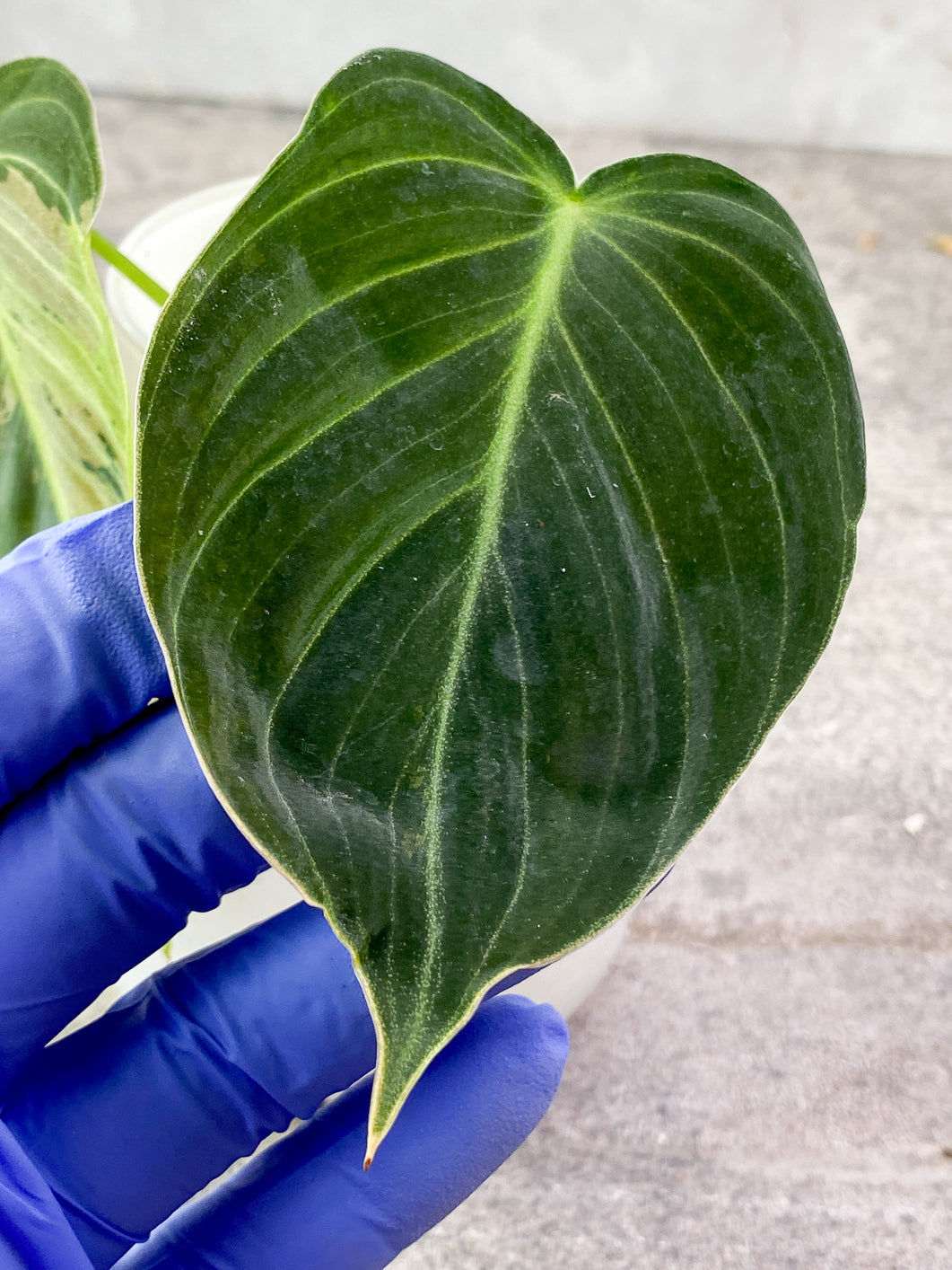 Philodendron Melanochrysum  variegated  Rooting Top Cutting Highly Variegated 2 big leaves