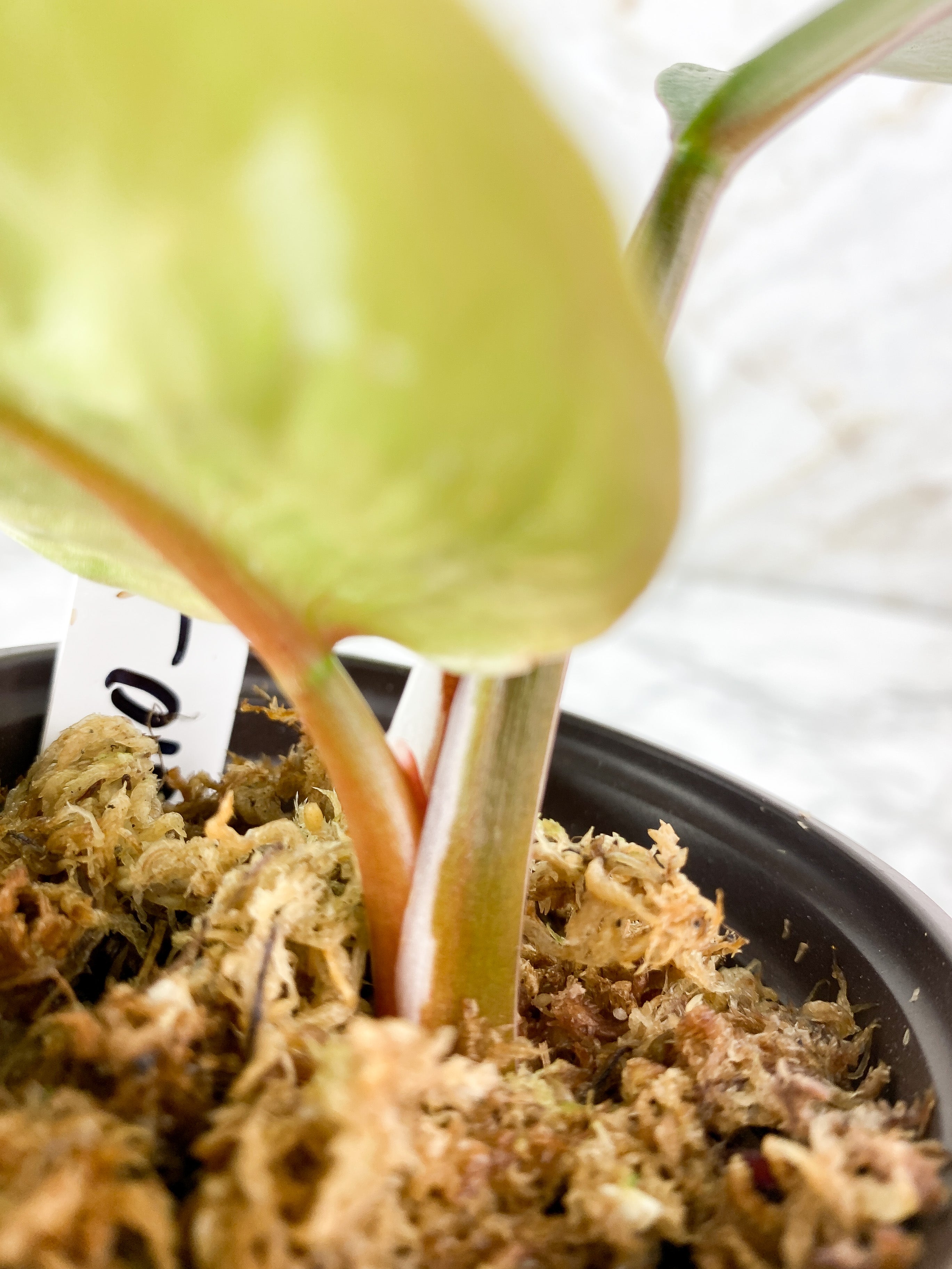 Philodendron White Knight Tricolor Slightly Rooted