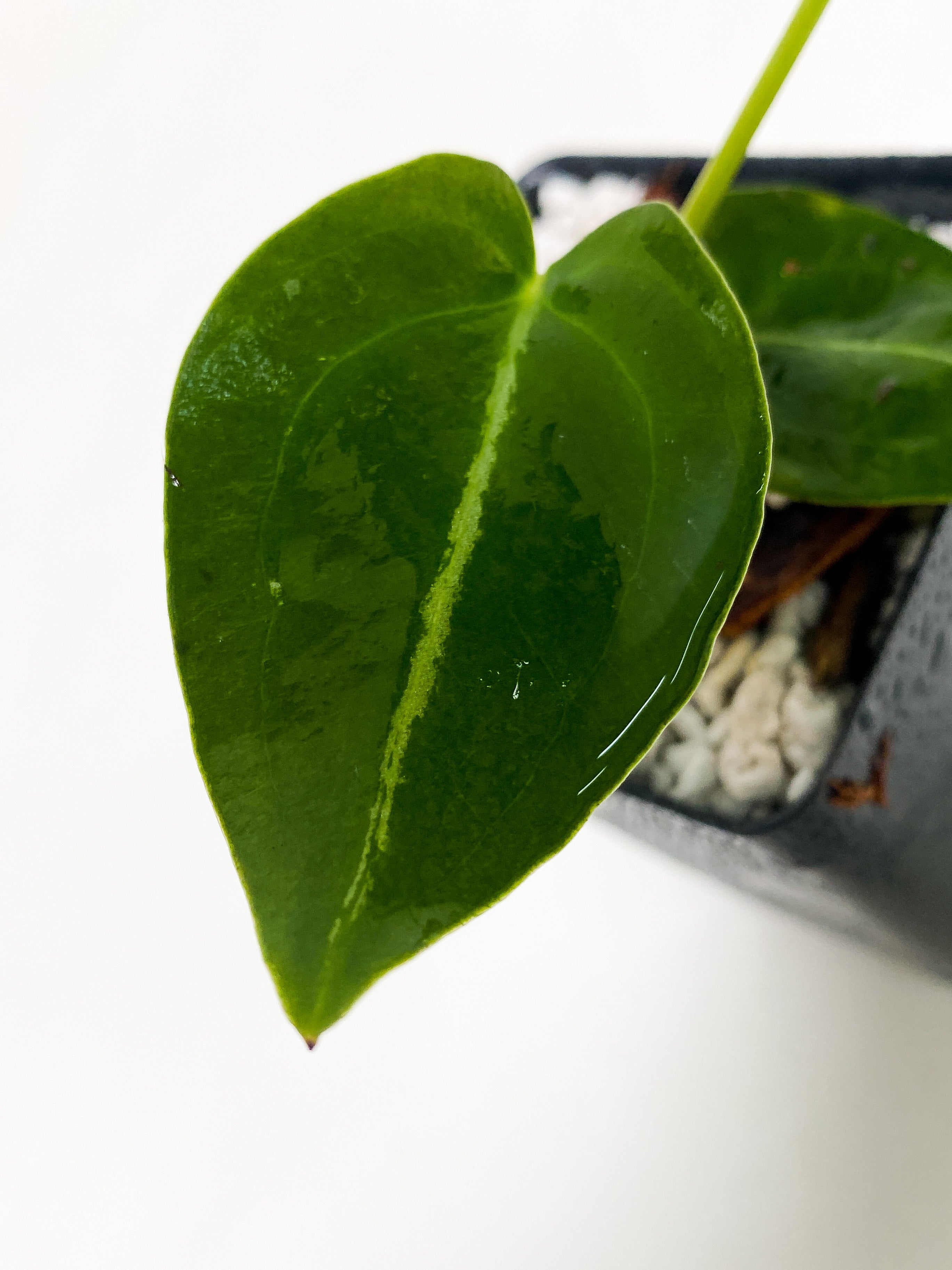 Anthurium forgetii - 3 leaves rooted