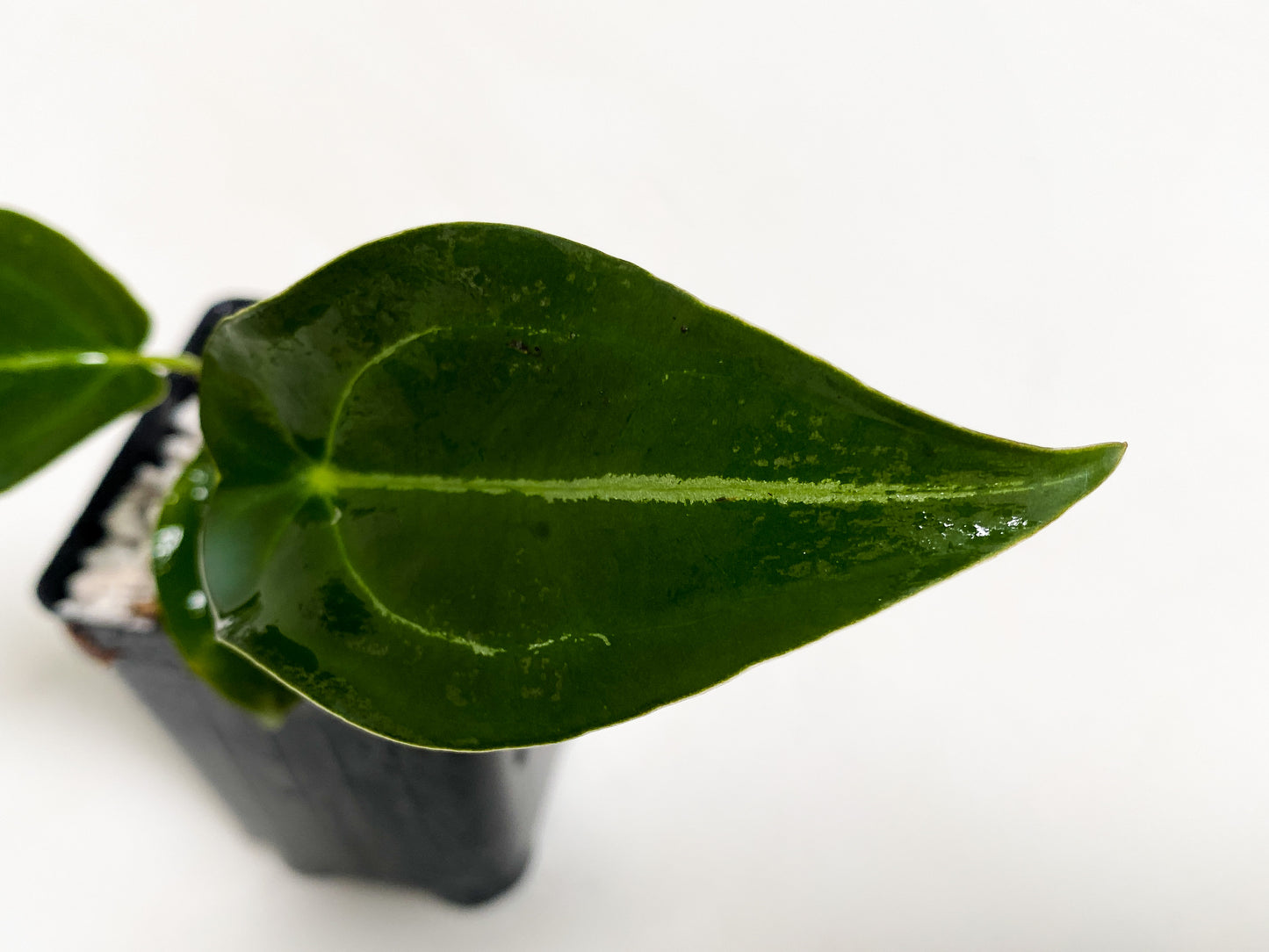 Anthurium forgetii - 3 leaves rooted