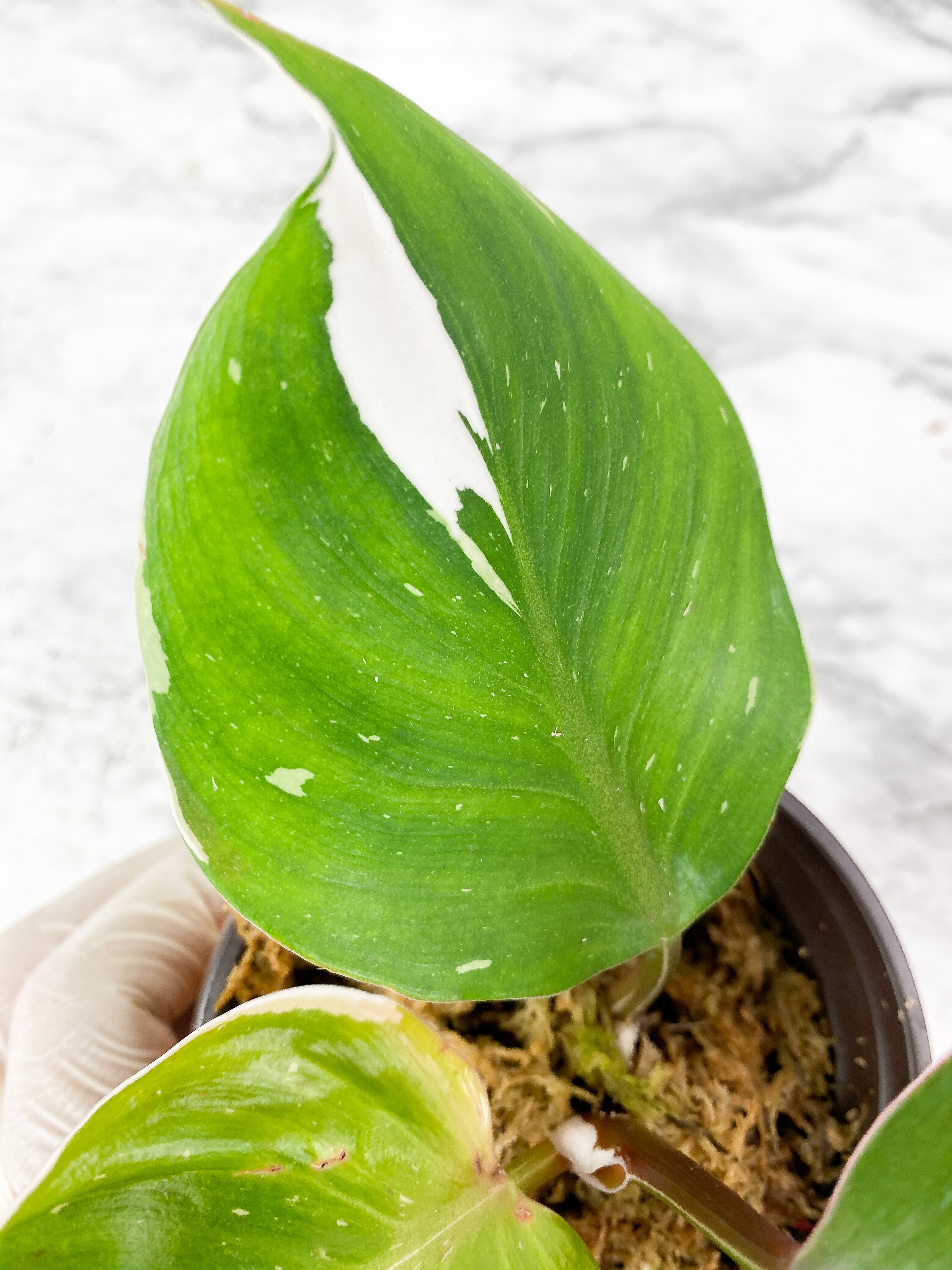 Philodendron White Knight Tricolor Slightly Rooted