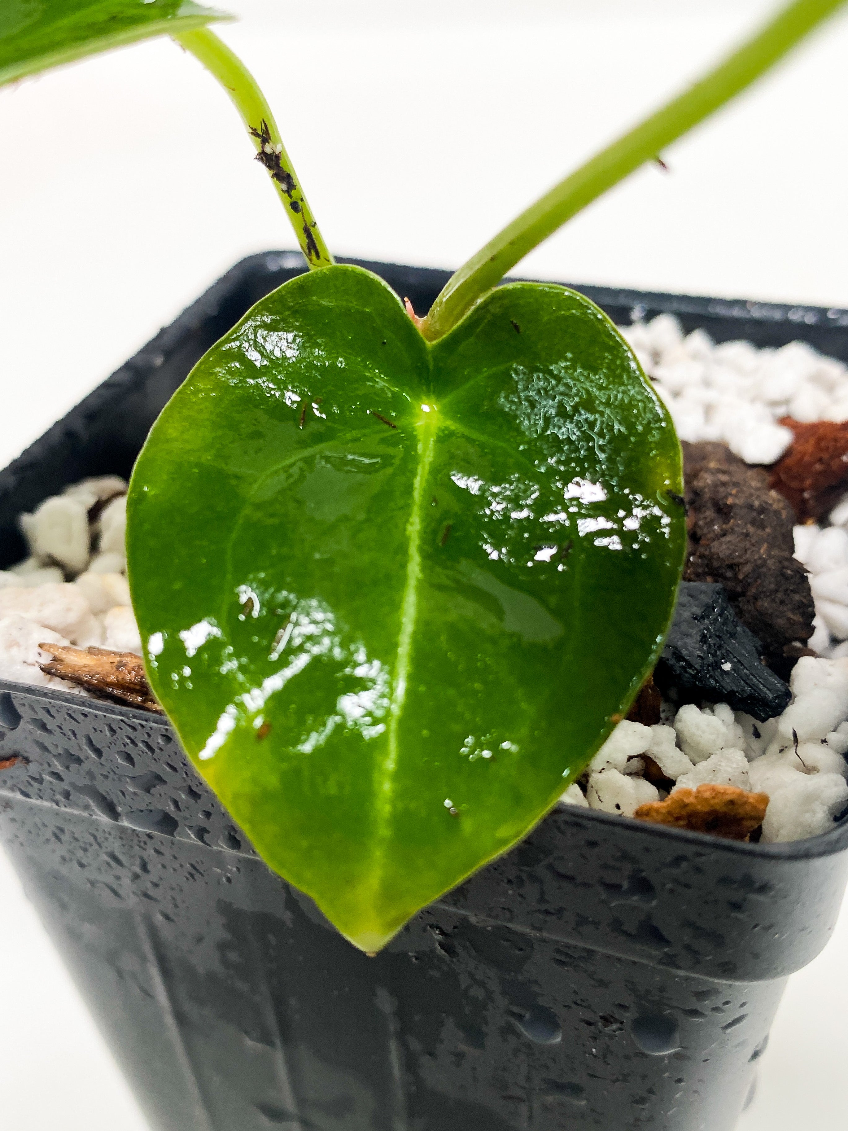 Anthurium forgetii - 3 leaves rooted