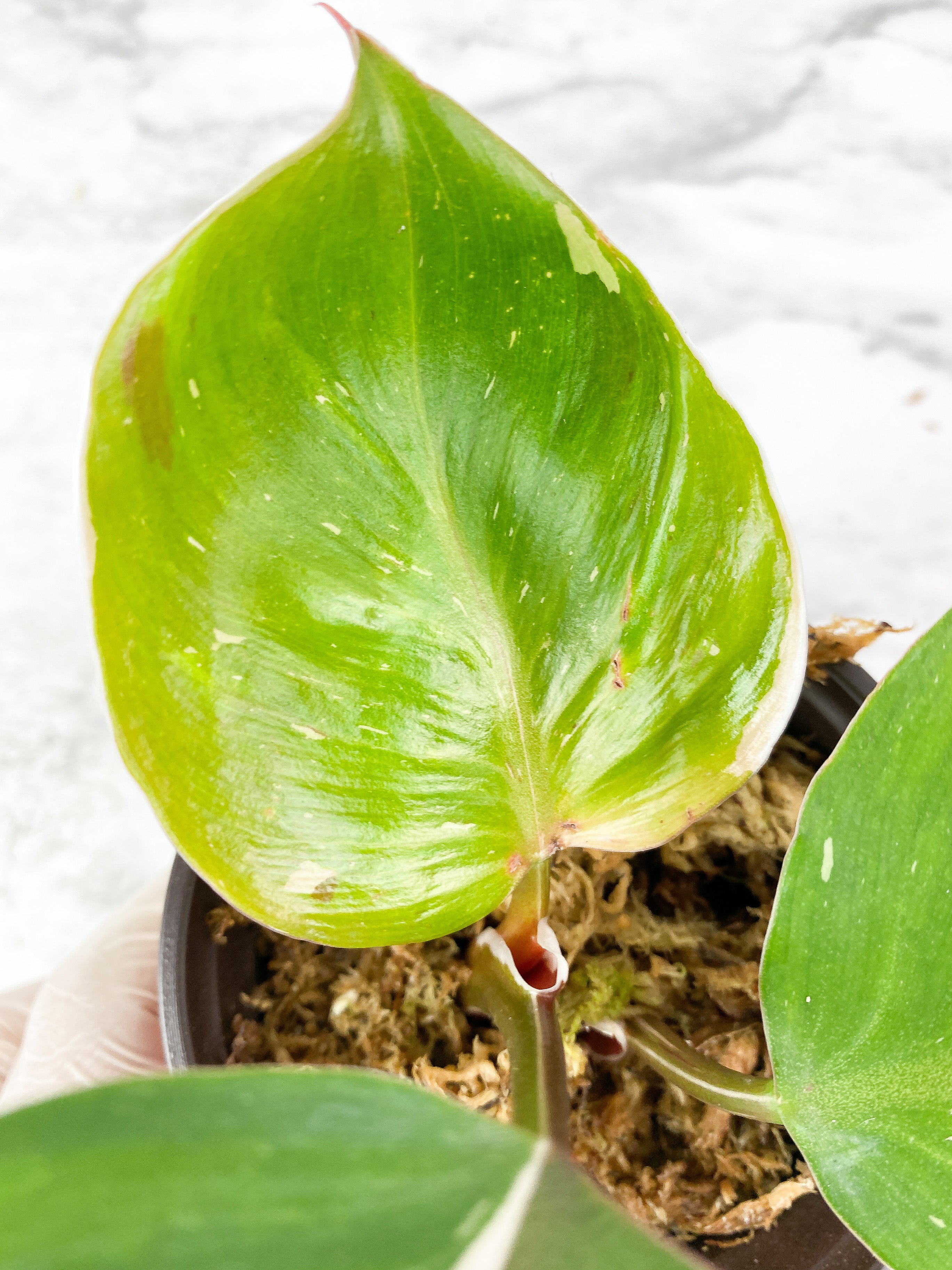 Philodendron White Knight Tricolor Slightly Rooted
