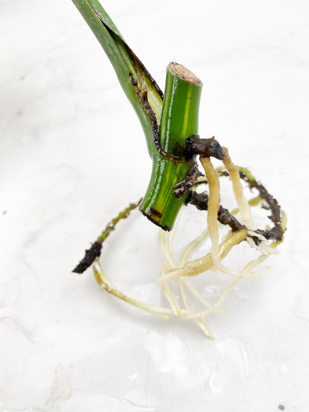 Monstera  Aurea tricolor 1 leaf