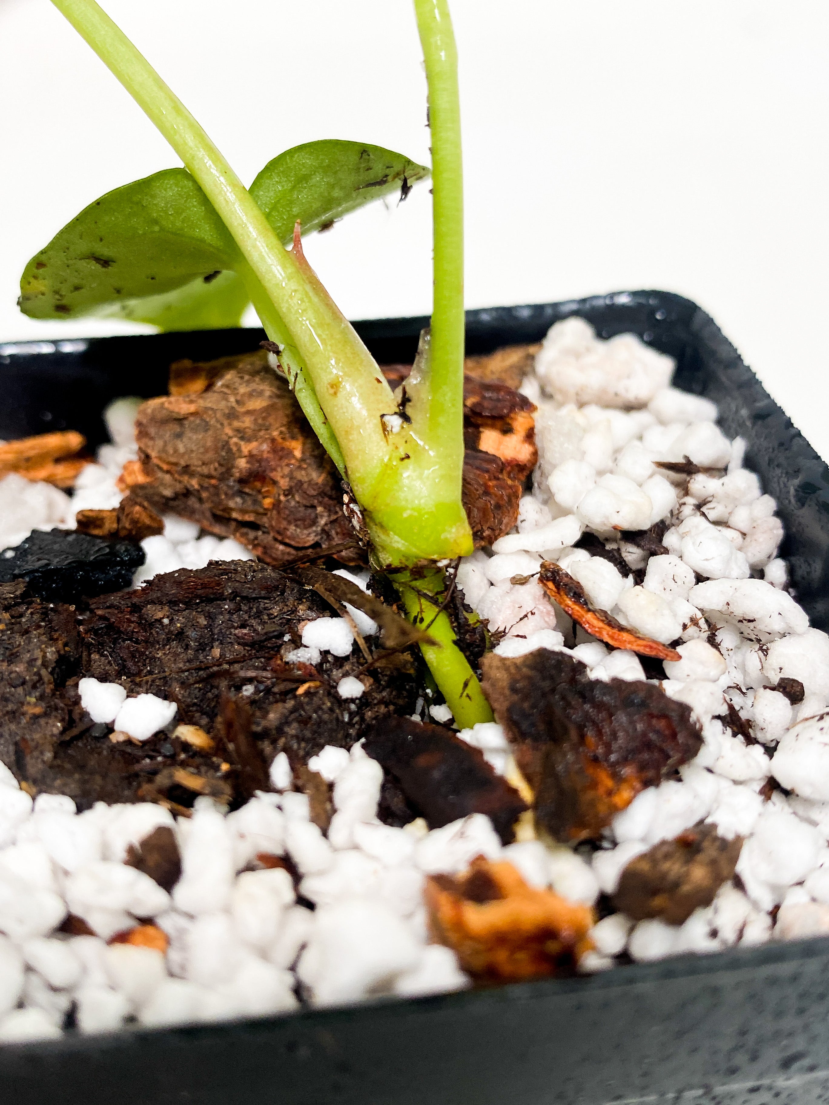 Anthurium forgetii - 3 leaves rooted