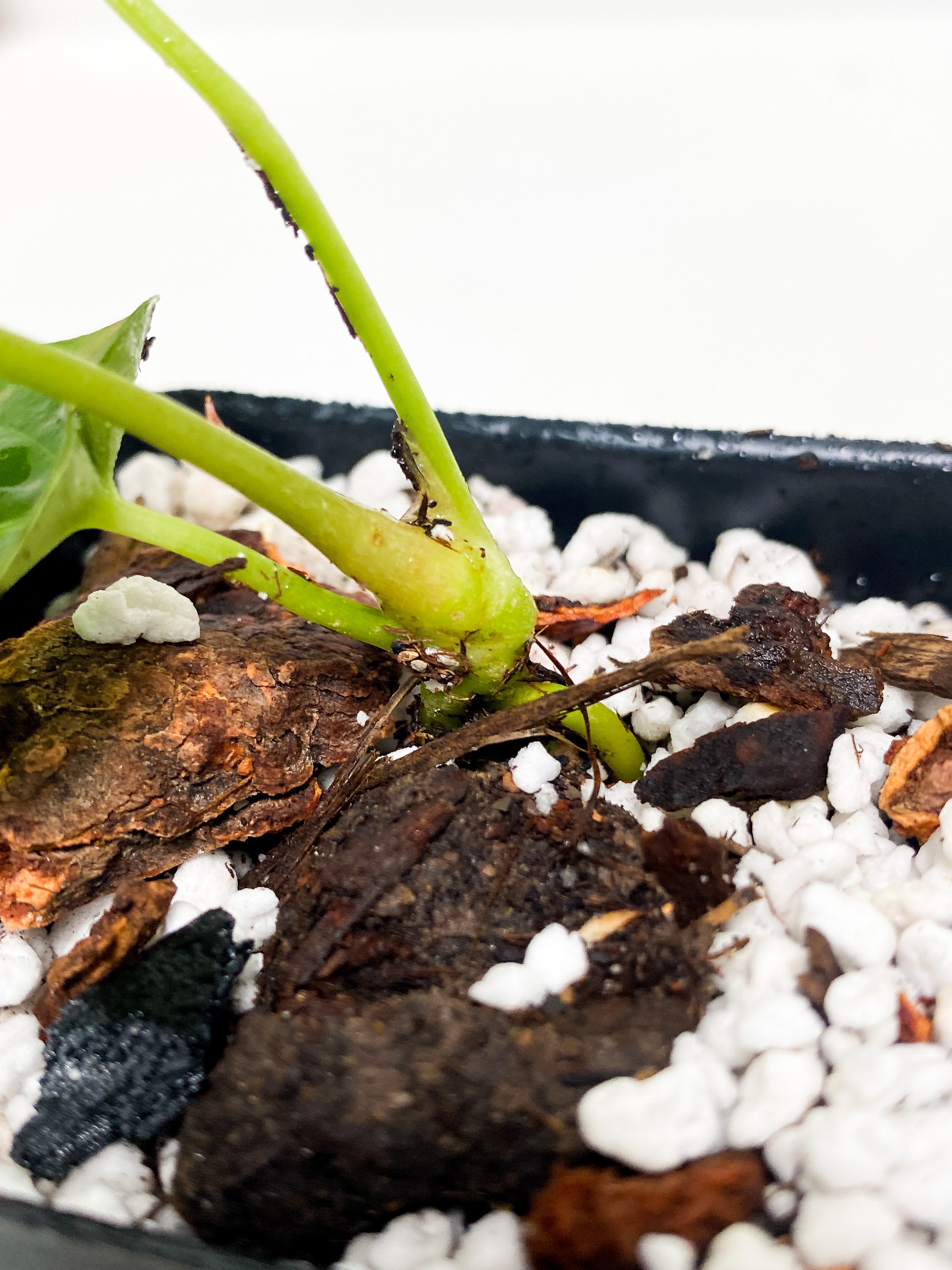 Anthurium forgetii - 3 leaves rooted