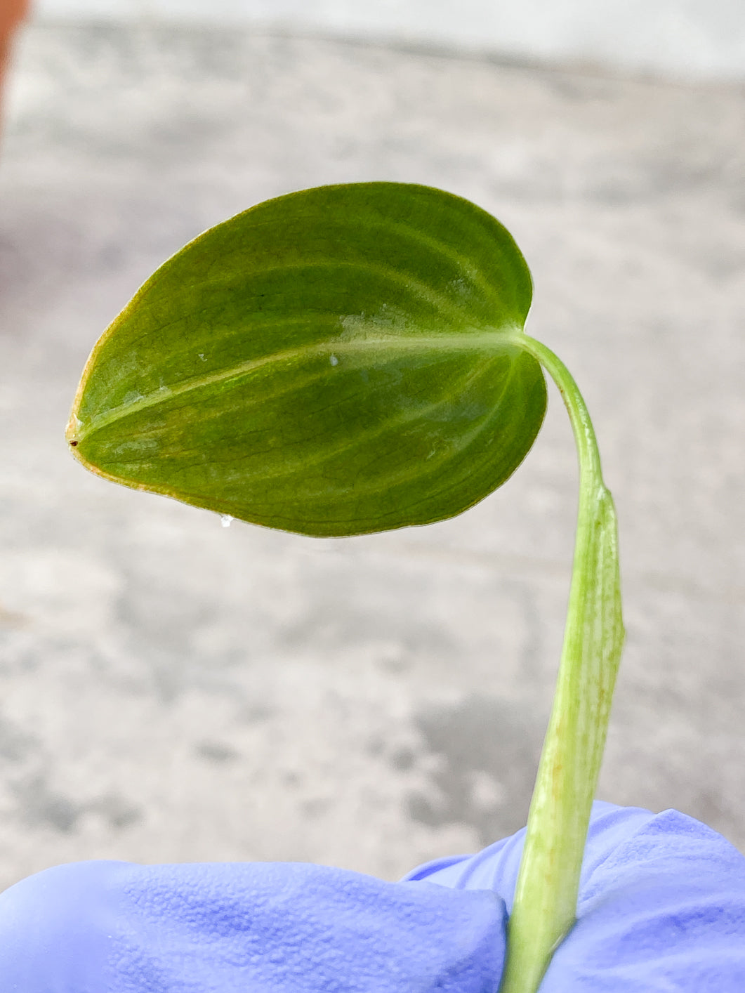 Philodendron Melanochrysum  variegated  Rooting 1 small leaf