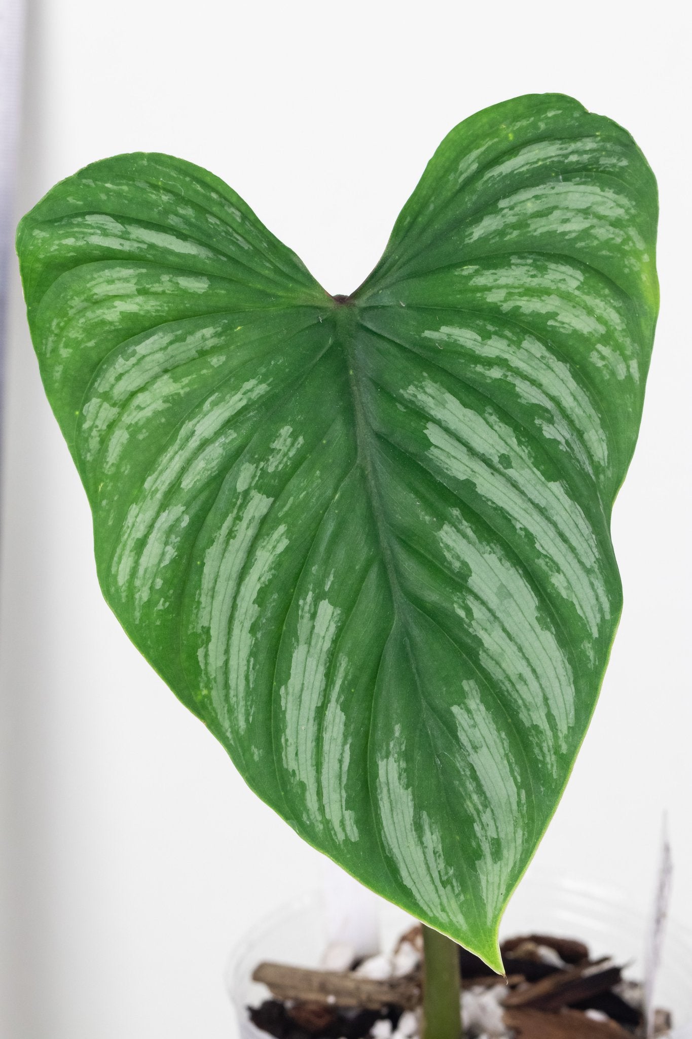 Philodendron Mamei Silver Cloud 2 sprouts. Rooted. ( Mother plant is in first photo which is not included in this sale. )