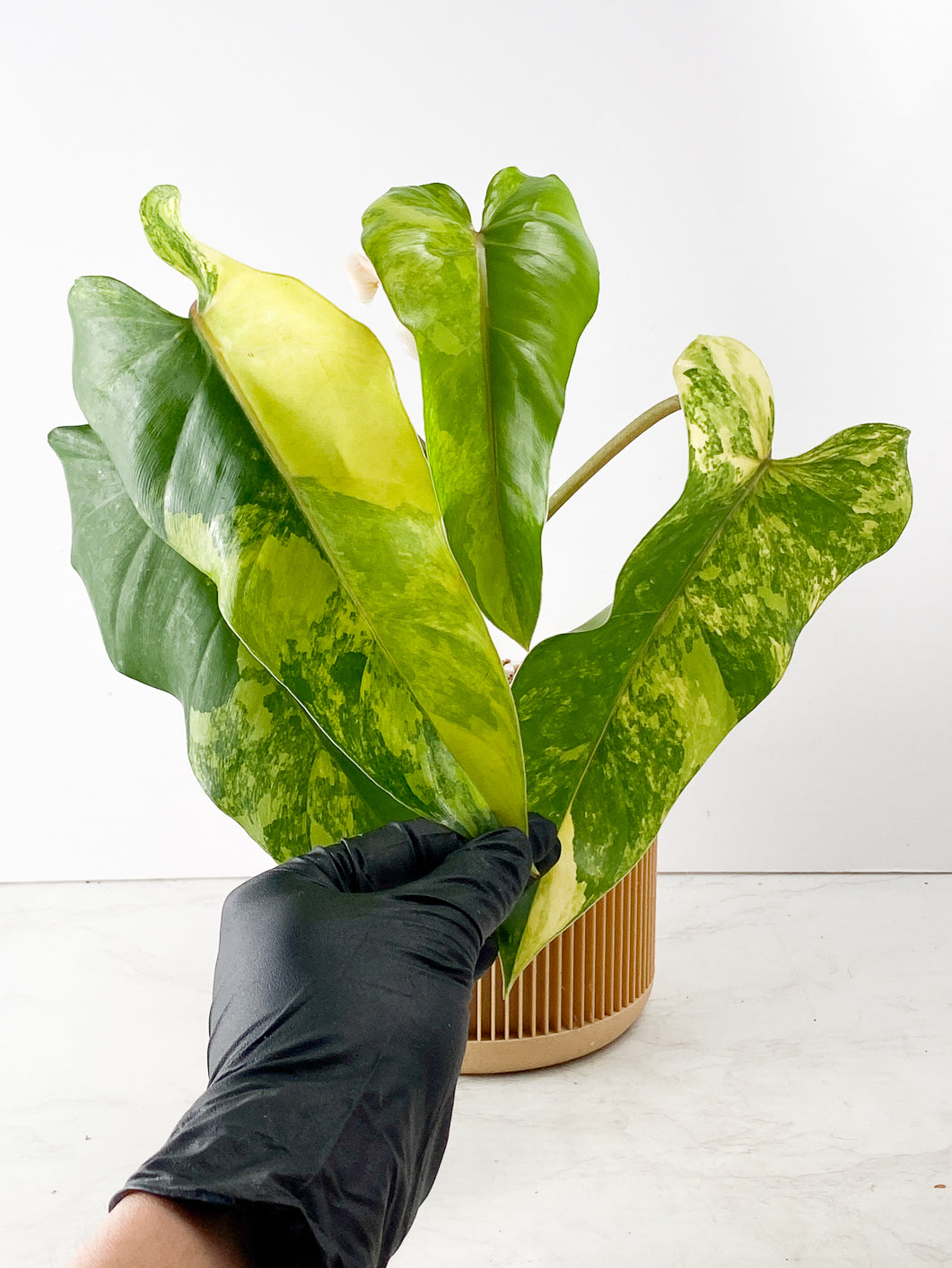 Philodendron Domesticum Variegated 1 leaf slightly rooted in soil