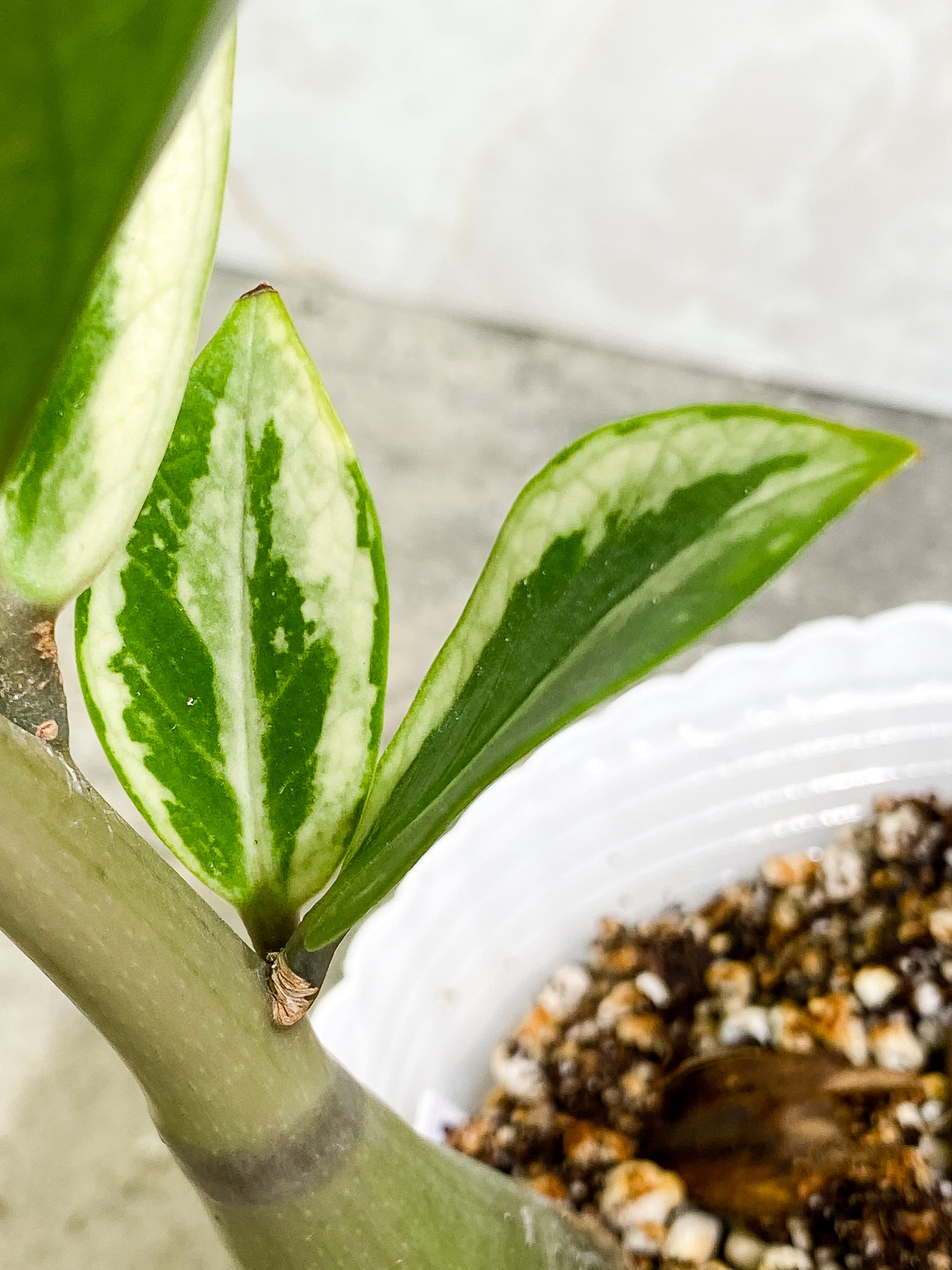 Variegated ZZ plant Rooted