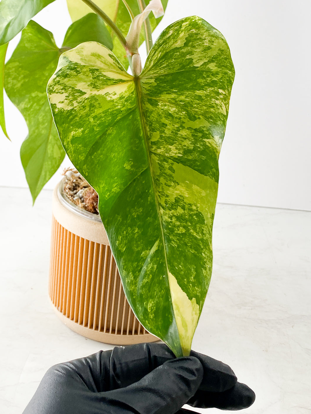Philodendron  domesticum Variegated  4 leaves Highly Variegated