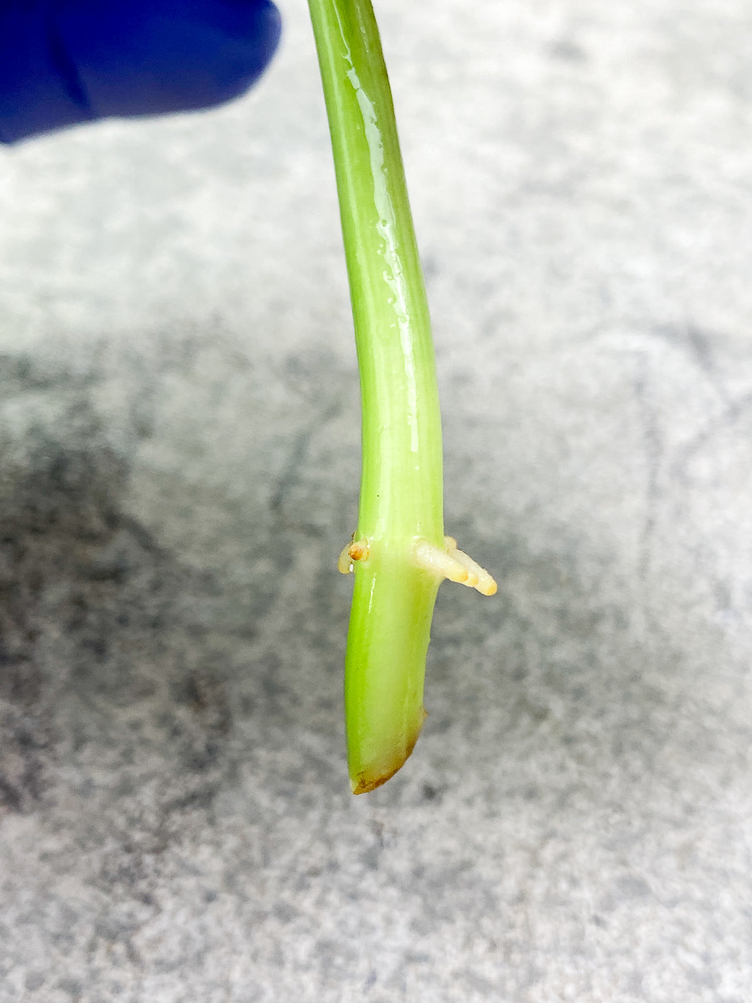 Philodendron Melanochrysum  variegated  Rooting 1 big leaf Highly Variegated