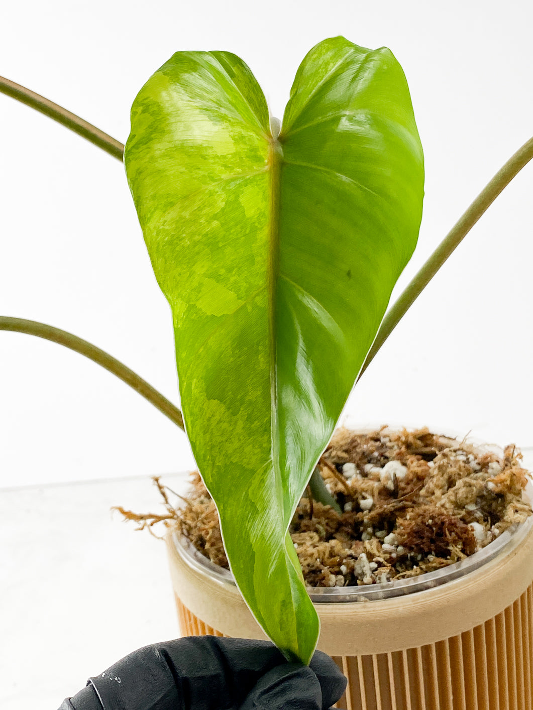 Philodendron  domesticum Variegated  4 leaves Highly Variegated