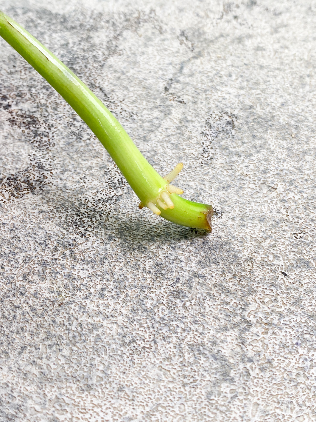 Philodendron Melanochrysum  variegated  Rooting 1 big leaf Highly Variegated