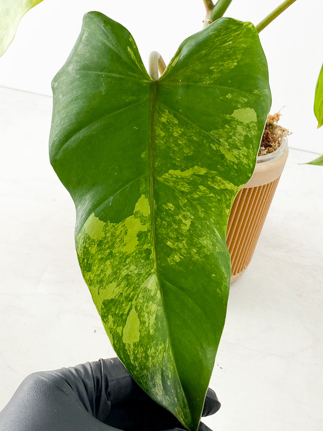 Philodendron  domesticum Variegated  4 leaves Highly Variegated