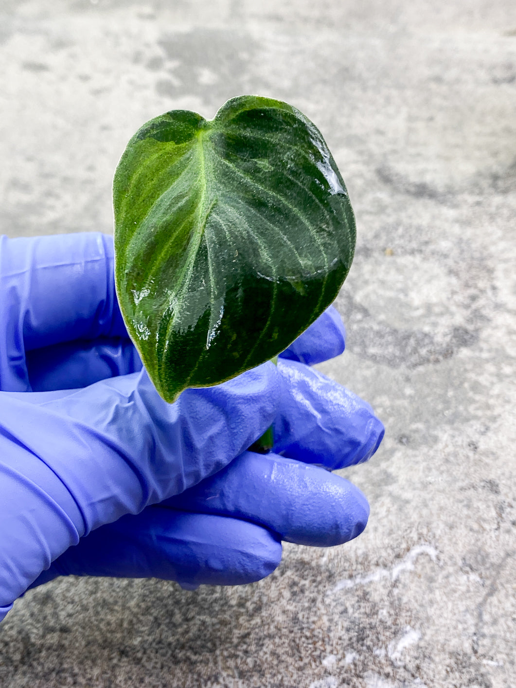 Philodendron Melanochrysum  variegated  Rooting 1 small leaf