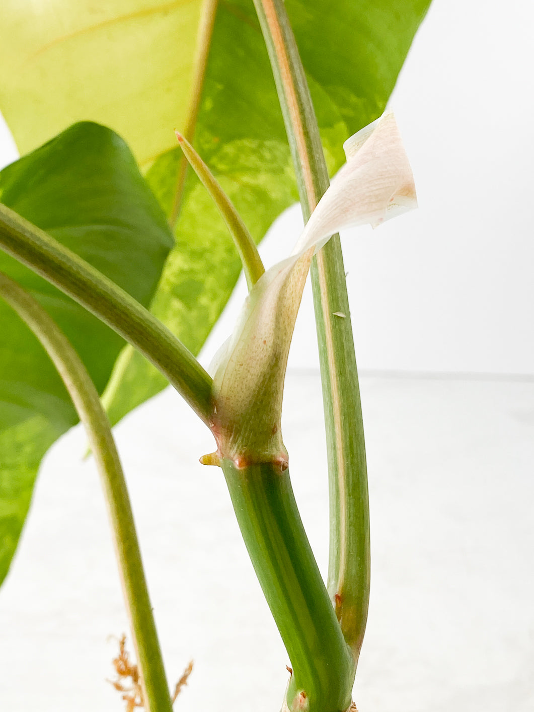 Philodendron  domesticum Variegated  4 leaves Highly Variegated