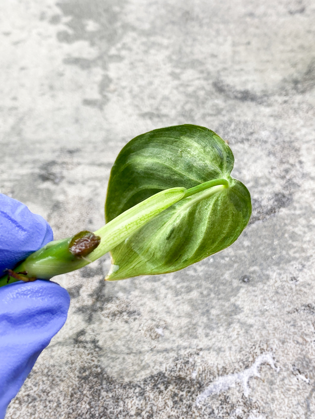 Philodendron Melanochrysum  variegated  Rooting 1 small leaf