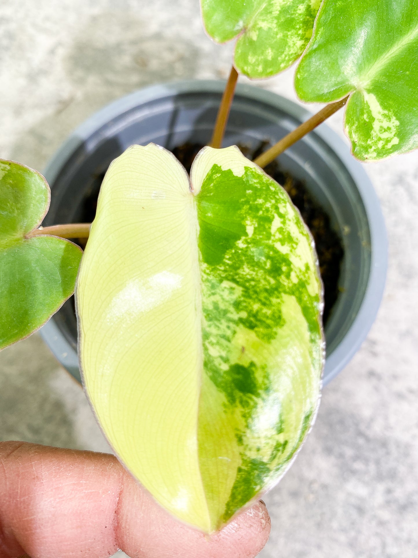 Philodendron Burle Marx Variegated 4 leaves Rooted